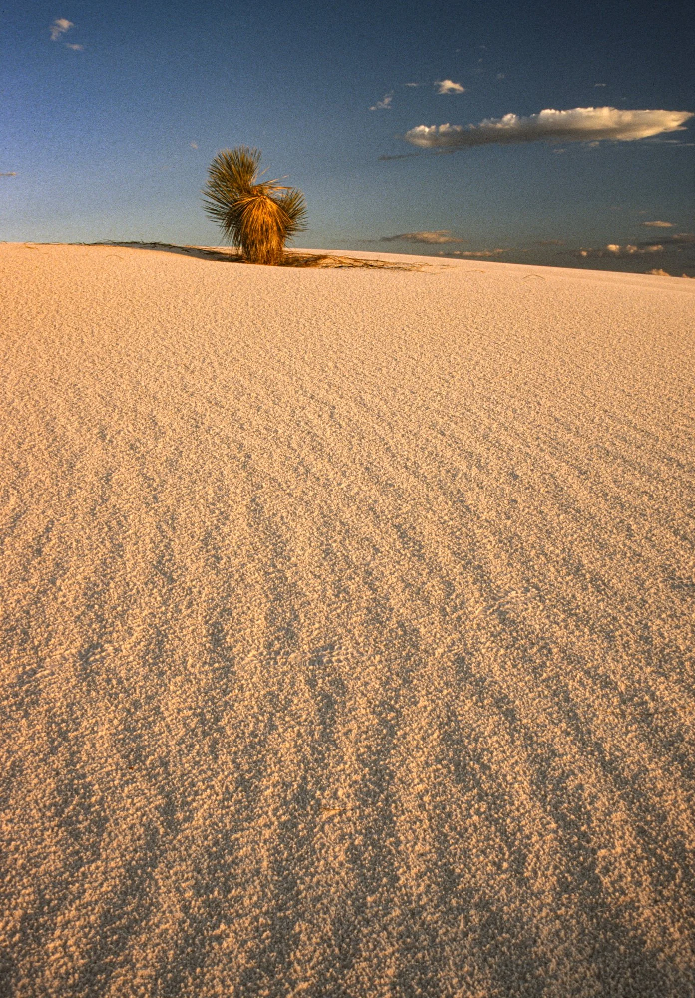 White Sands Yucca V 4-2.jpg