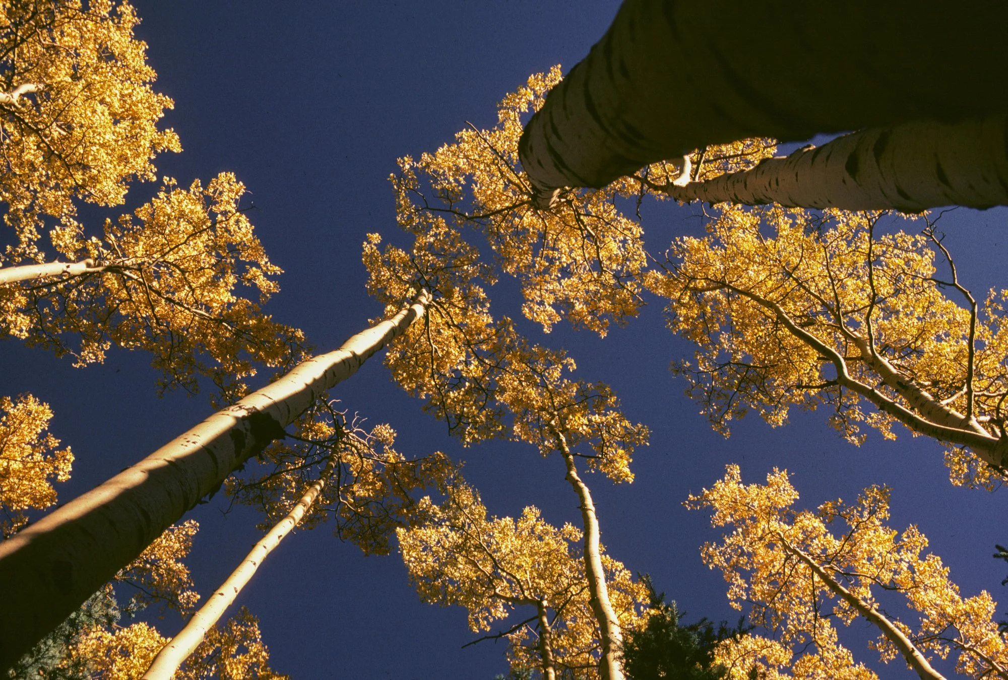 Aspens from Below-2.jpg
