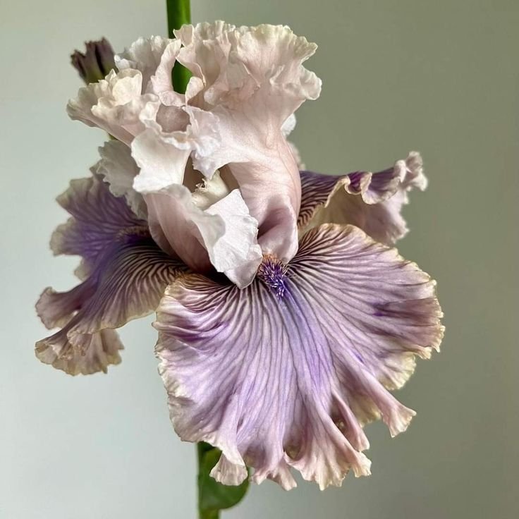 Un iris violet avec des fleurs blanches au sommet.