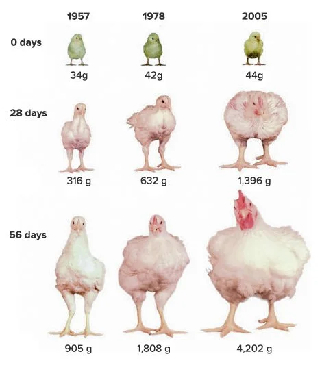 Chart showing how the size of chickens bred for meat at certain ages has massively increased over time, with the bird pictured and their weight given in grams. At 56 days, the chick in 1957 was 905g, in 1978 it was 1,808g and in 2005 it was 4,202g.