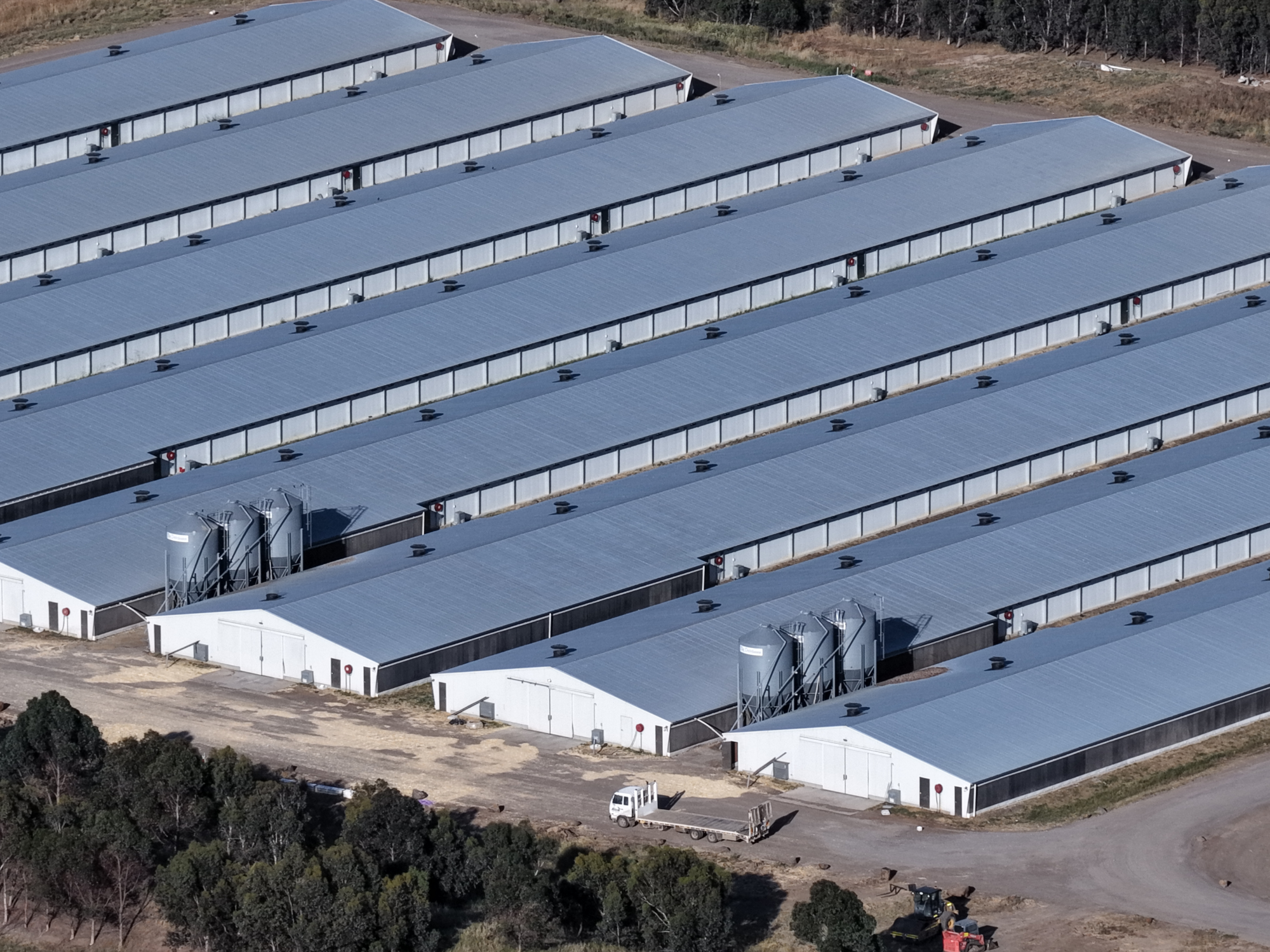 Who owns Australia’s chickens?