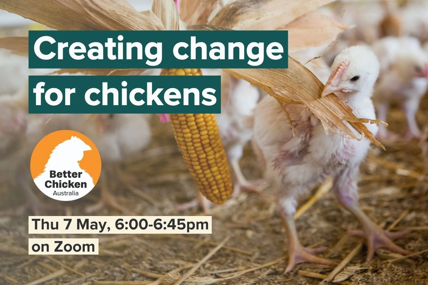 Creating change for chickens: campaign update