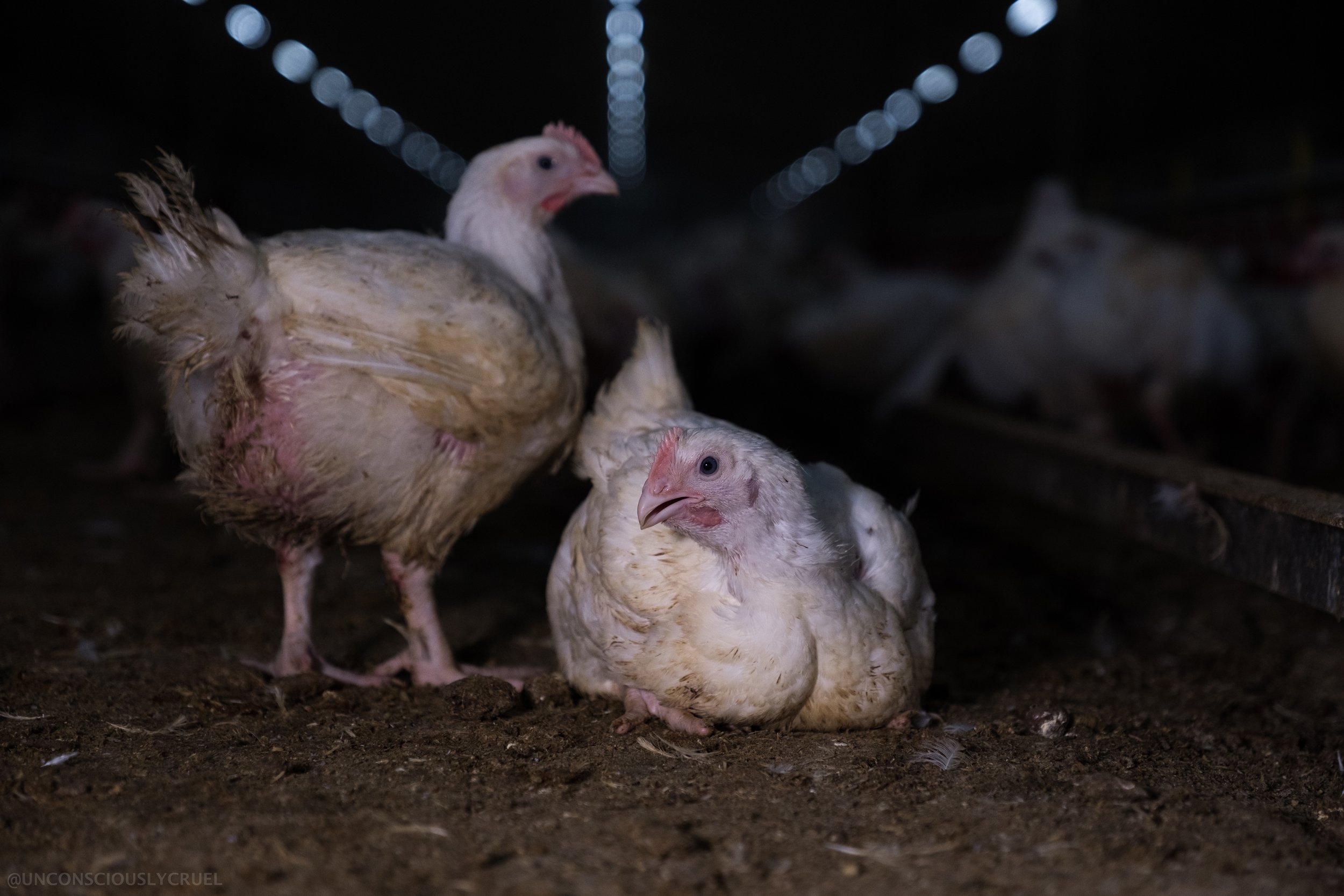 New RSPCA Certified requirements set higher bar for chicken welfare as Australians reject current industry practices