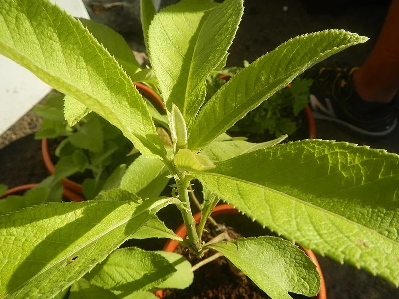 Sambong Leaves: Uses, Benefits, Risks, and How to Prepare