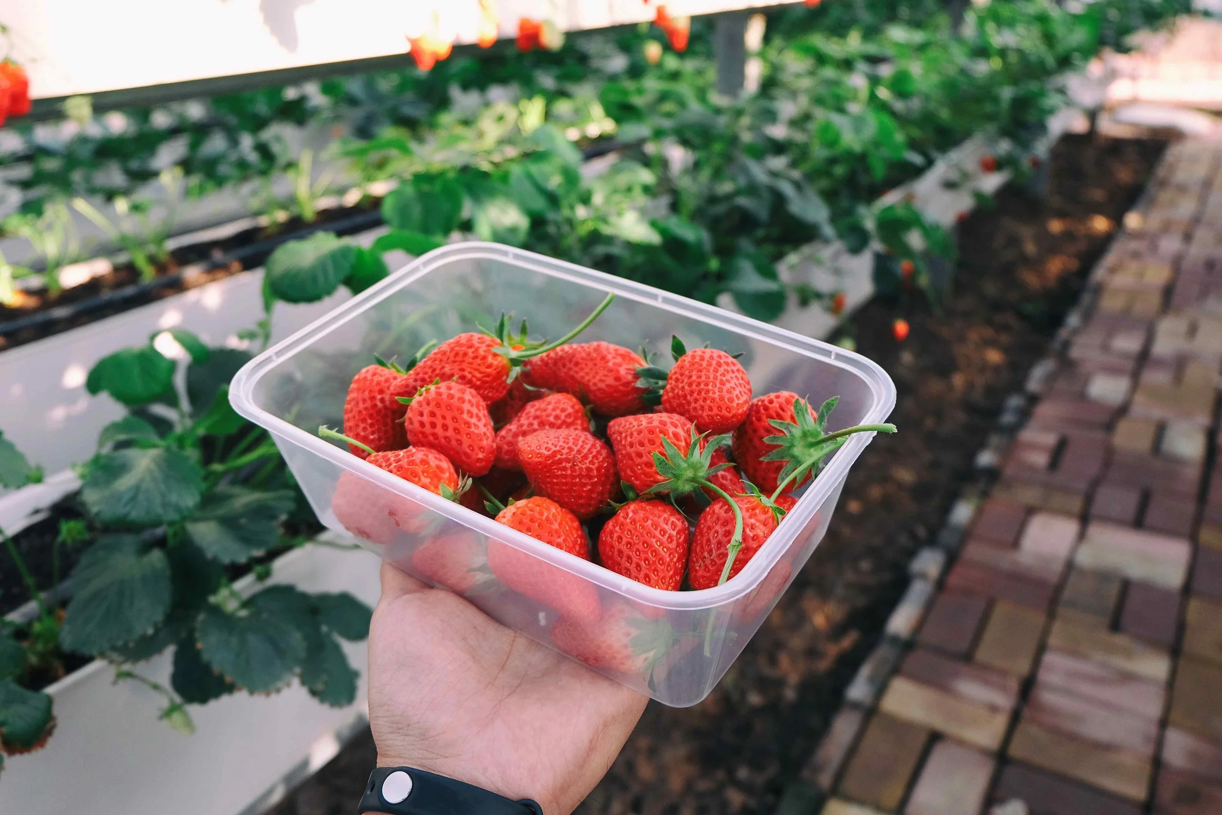 picking strawberries in baguio