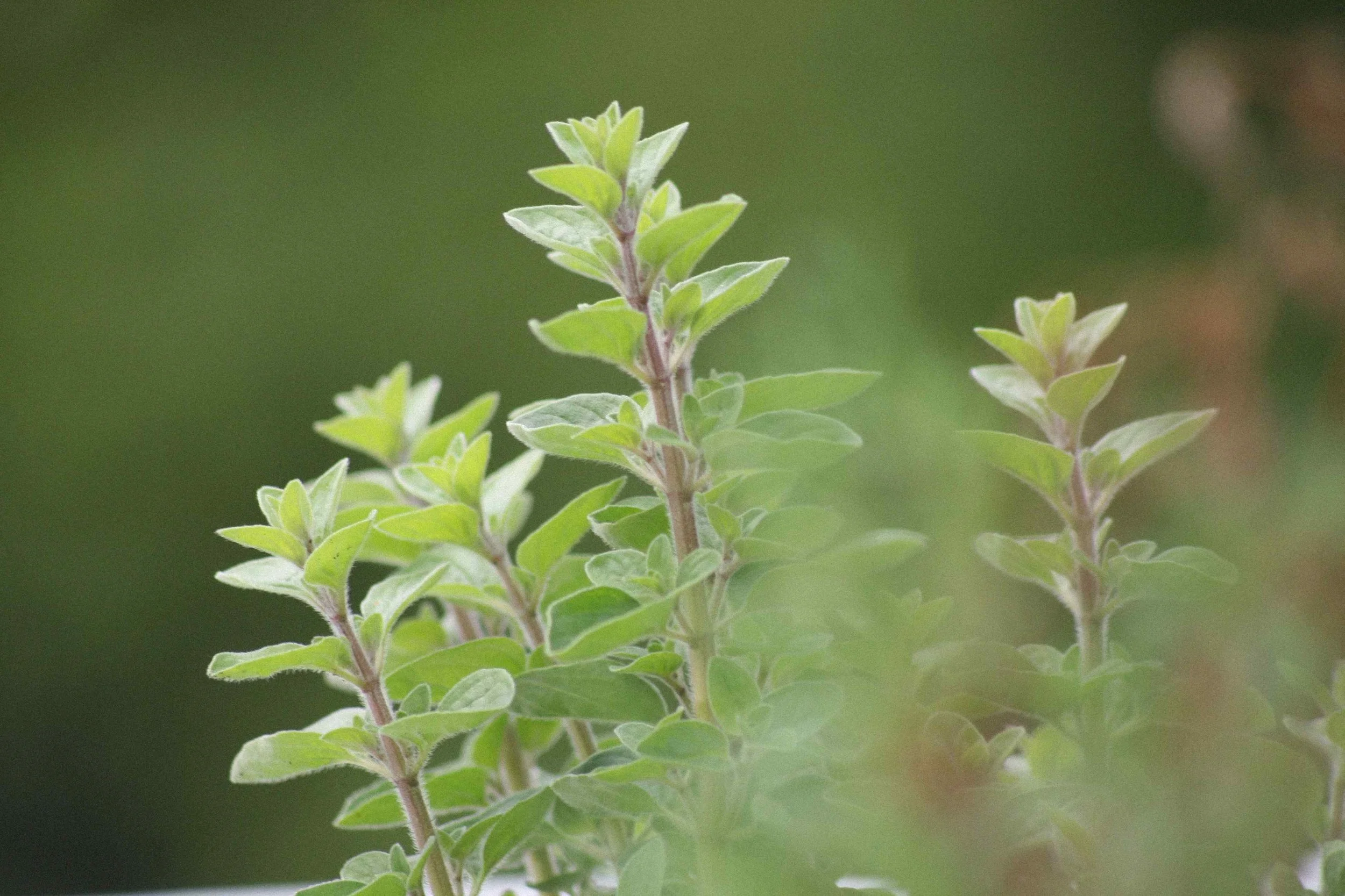 oregano for baby
