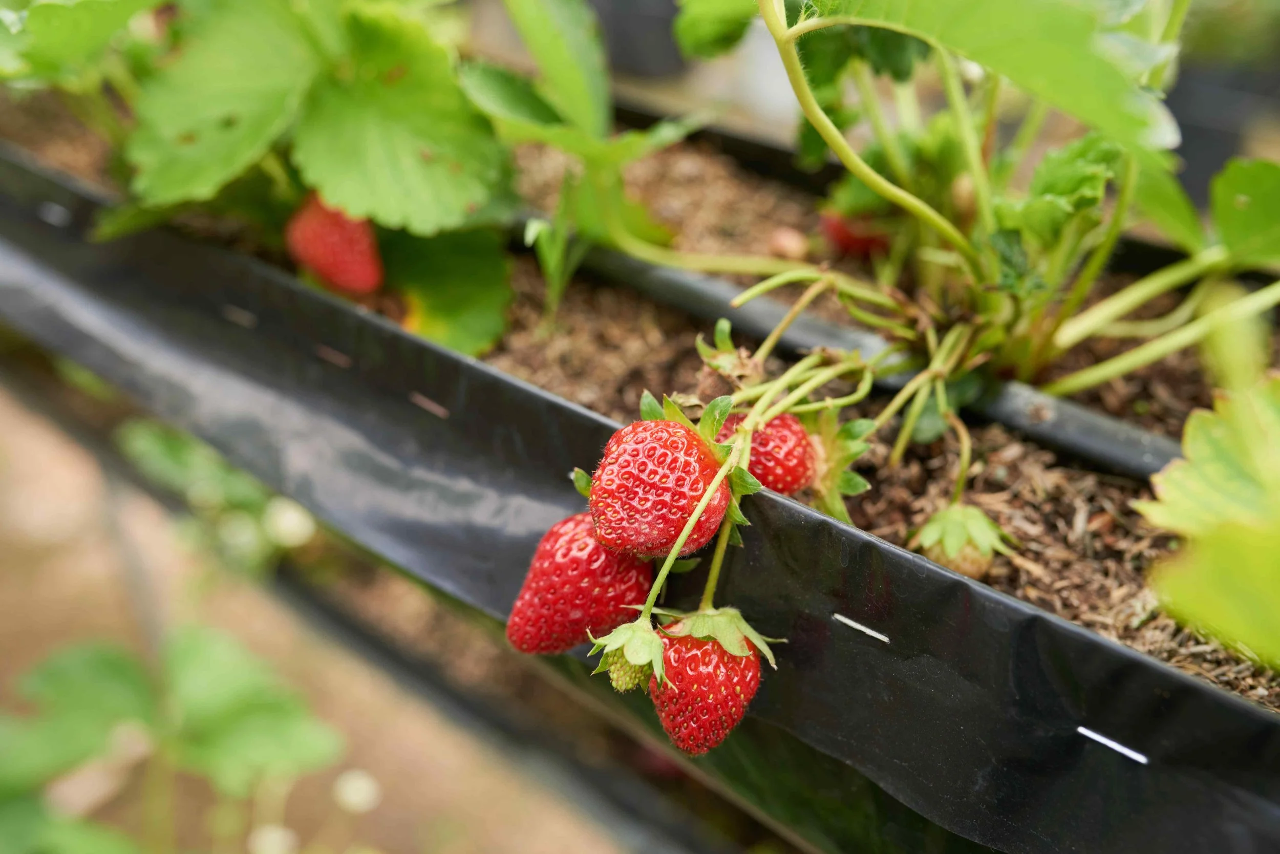 strawberry