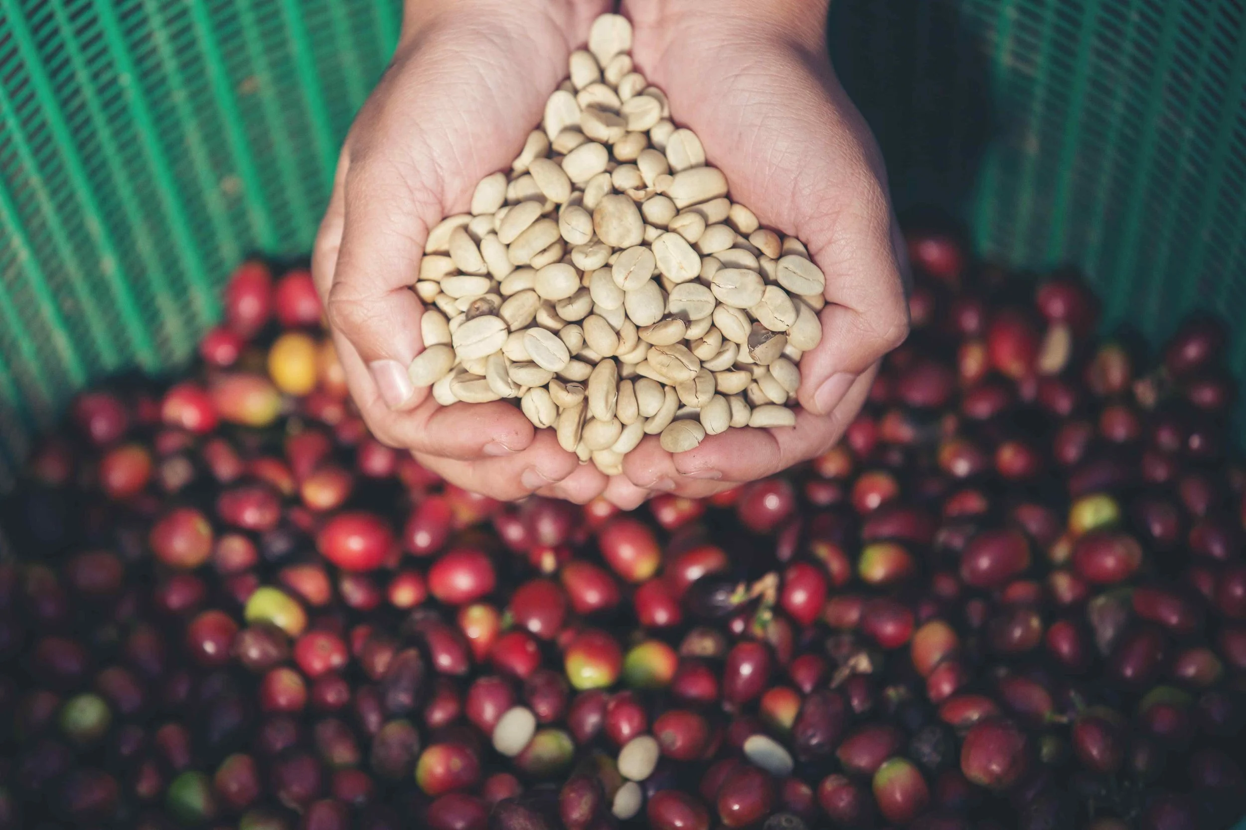 coffee beans from baguio