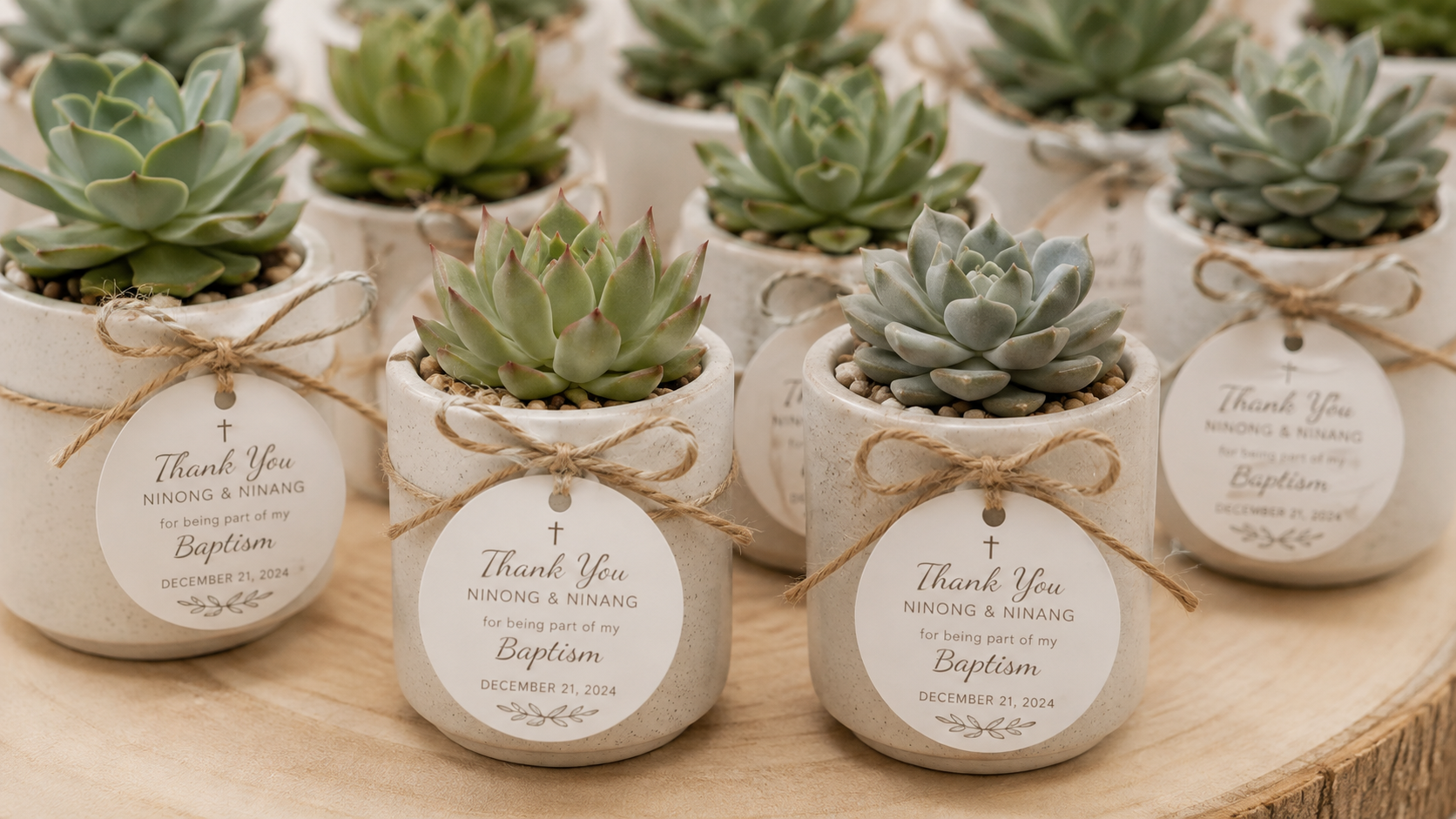 mini succulent plant