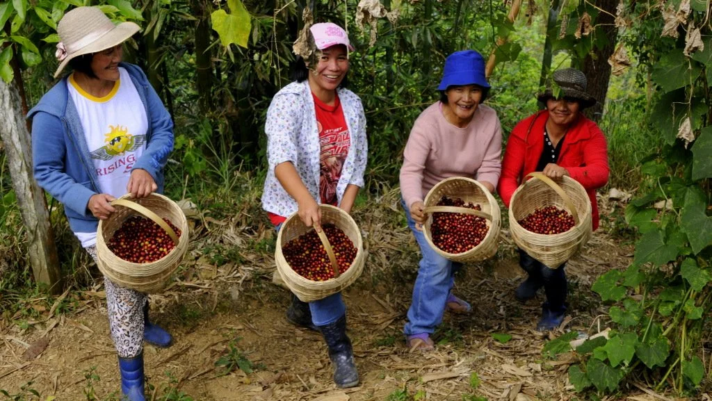baguio-benguet coffee