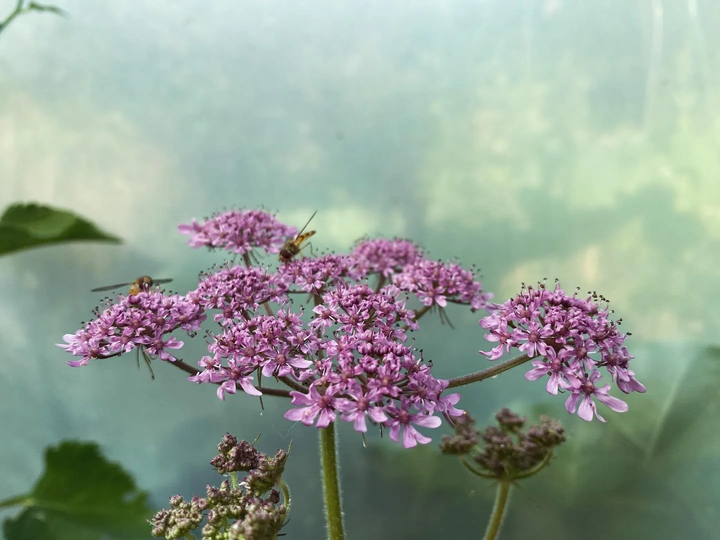 #plantofthemonth - Hogweed! Ok a posh pink kind called &ldquo;Pink Cloud&rdquo; which the hover flies can&rsquo;t get enough of either. Really one of the best edimentals as every part can be eaten at different times of year - while it would be worth 