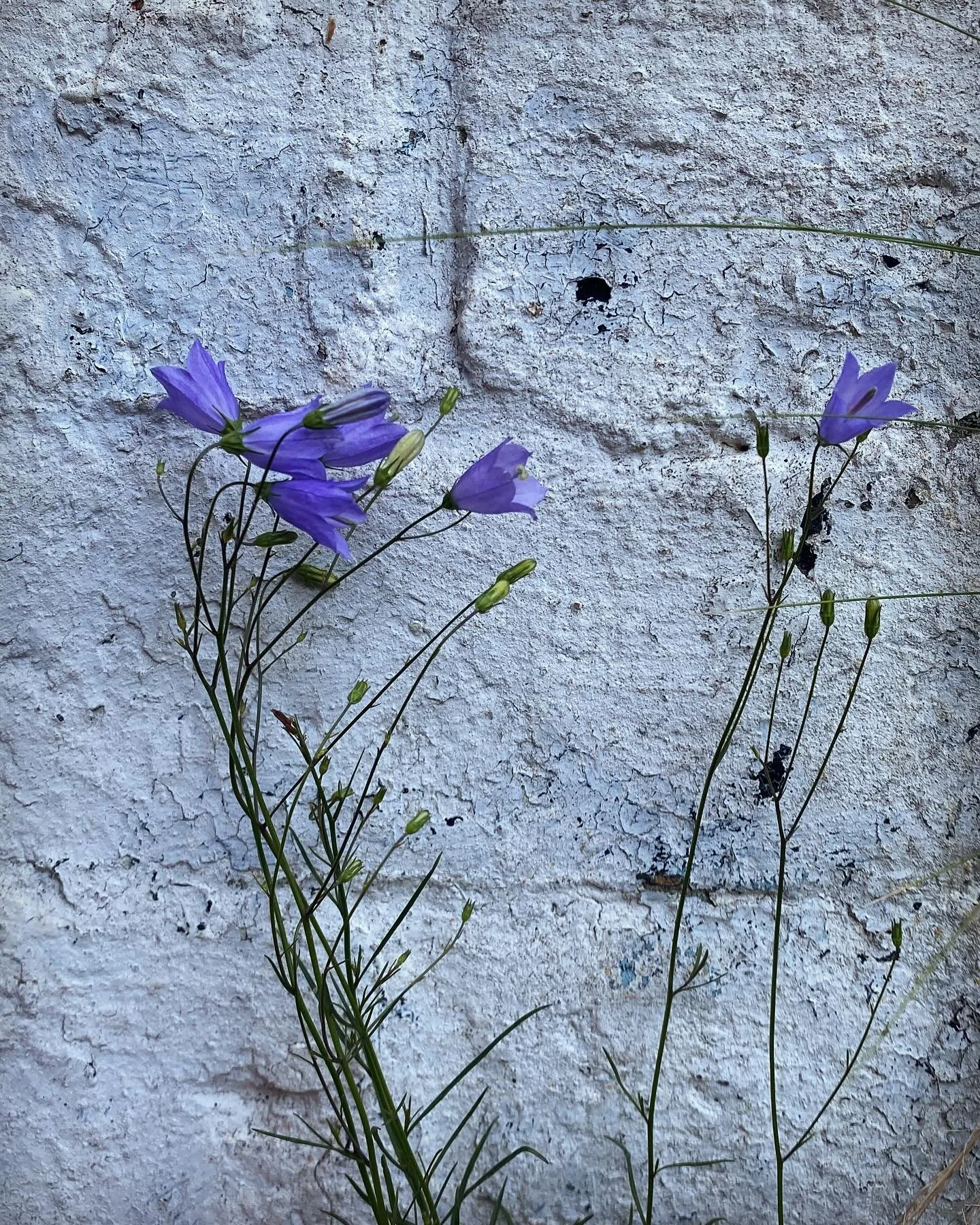 Meanwhile the harebells by the kitchen door arrest the passer-by with their effortless poise. You can (obviously 😉) eat them but other less petite Campanulas are more &ldquo;worthwhile&rdquo; as #edimentals! just potted on some C. lactiflora for ins