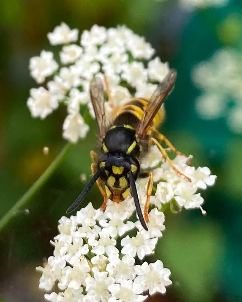 Crap photos but check out this beautiful pollinator&hellip;. Who happens to be a WASP! Yes that&rsquo;s right wasps are not just picnic ruiners, they&rsquo;re important pollinators, as well as pest controllers - I&rsquo;ve seen them eating cabbage wh