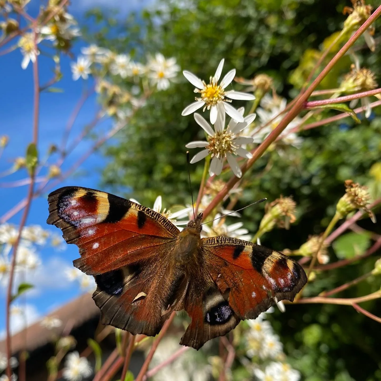 Peacock enjoying Aster scaber (Chwinamul, traditionally used in a variety of Korean dishes). Yum! #edimentals