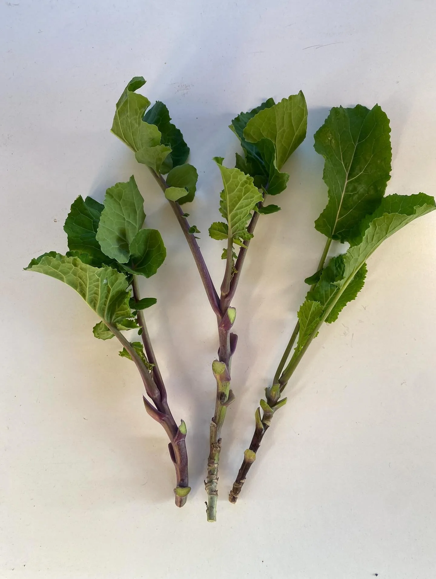 Having to move some stuff urgently, so got some spares going! Taunton Deane cuttings (regular and XL sizes), plus mature Babington leek plants. PM me for options and sale prices! 

#edimentals #perennialvegetables #permaculture