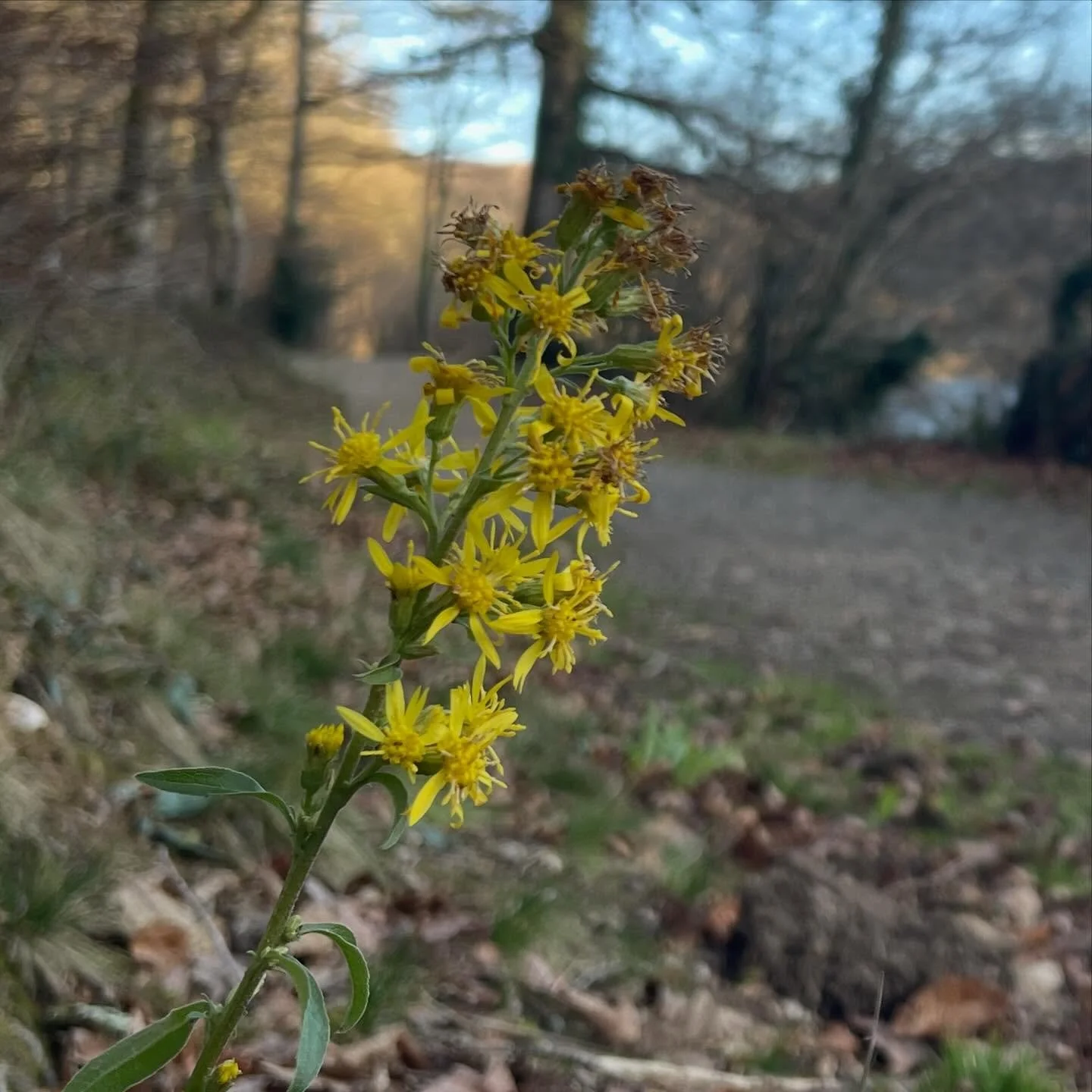 Who is this still flowering as December turns into January, you may ask? The stalwart European Goldenrod (spotted here in the Vendee in France) bringing a bit of brash yellow cheer just when you need it. I&rsquo;m guessing a result of climate induced