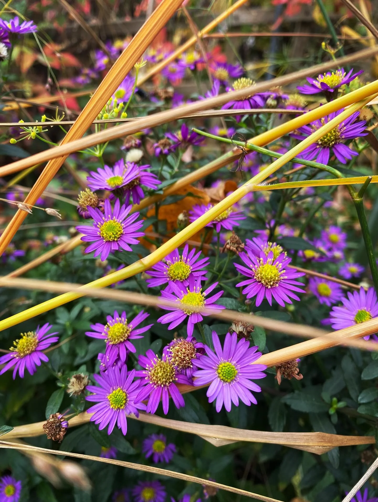 Autumn colours of Panicum and the stalwart and joyous Aster &ldquo;Ezo Murasaki&rdquo;. This regularly flowers into November so it&rsquo;s not just this frighteningly mild weather that&rsquo;s doing it! (#climatecrisis). A really great #edimental if 