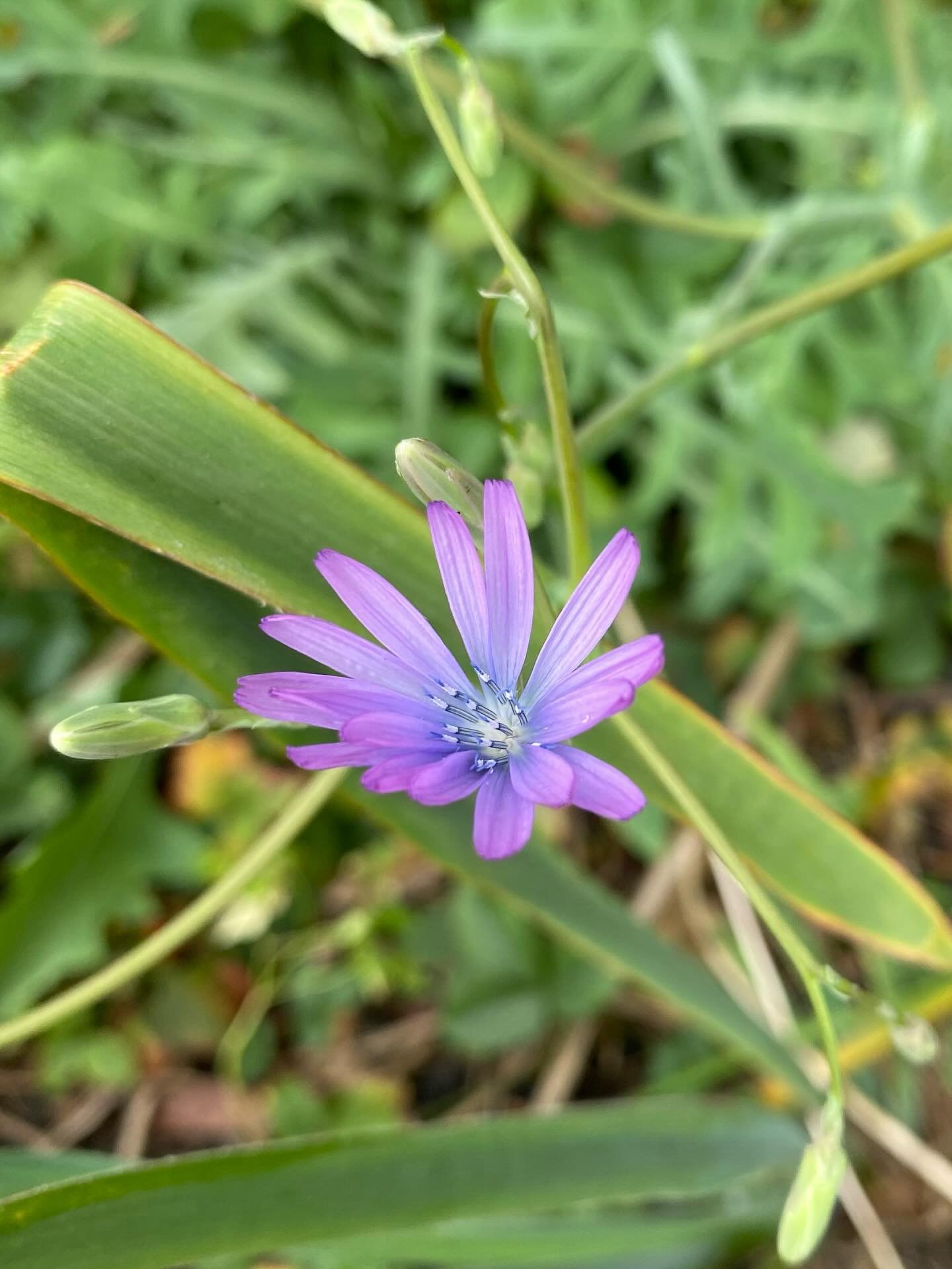 Edimentals of the moment - I love autumn! So much joy all over. Some of these beauts on my stall this Sunday @arnold_circus Plant Fair - come and get your forage! 

Or if you can&rsquo;t make it do sign up via the website (in bio) - mail order in the