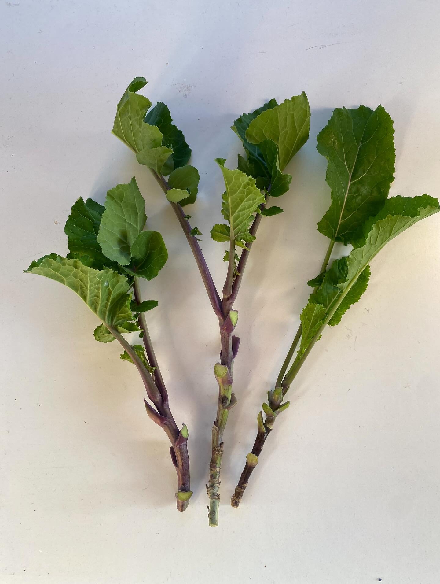 Having to move some stuff urgently, so got some spares going! Taunton Deane cuttings (regular and XL sizes), plus mature Babington leek plants. PM me for options and sale prices! 

#edimentals #perennialvegetables #permaculture
