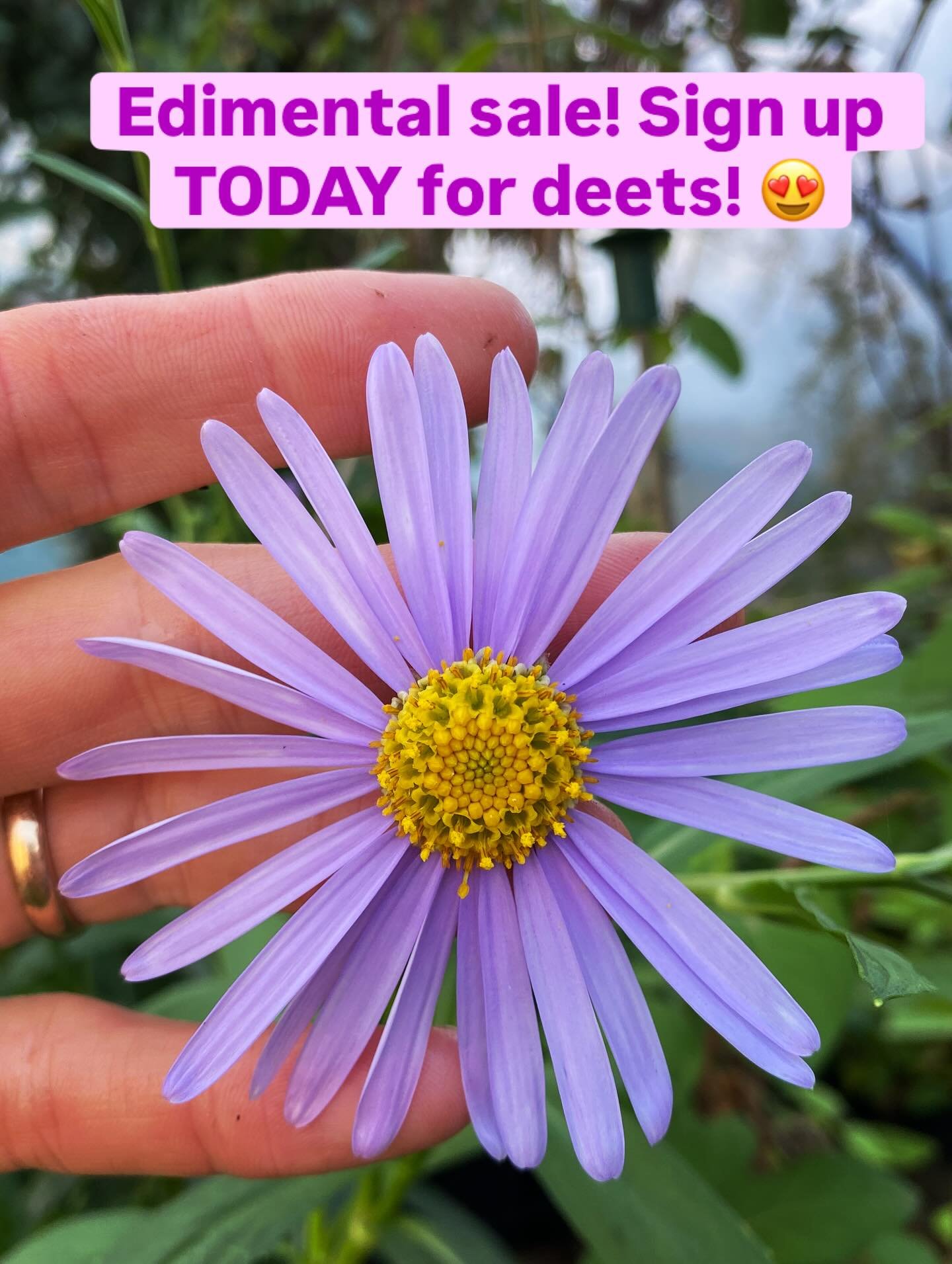 🌱🌱🌱Sign up for details of Edimental Nursery&rsquo;s autumn sale! 🌱 🌱🌱

YAY for plants you can eat and which also look fabulous! 

Link in bio or type away, www.edimentalnursery.co.uk/newsletter 💚💚💚