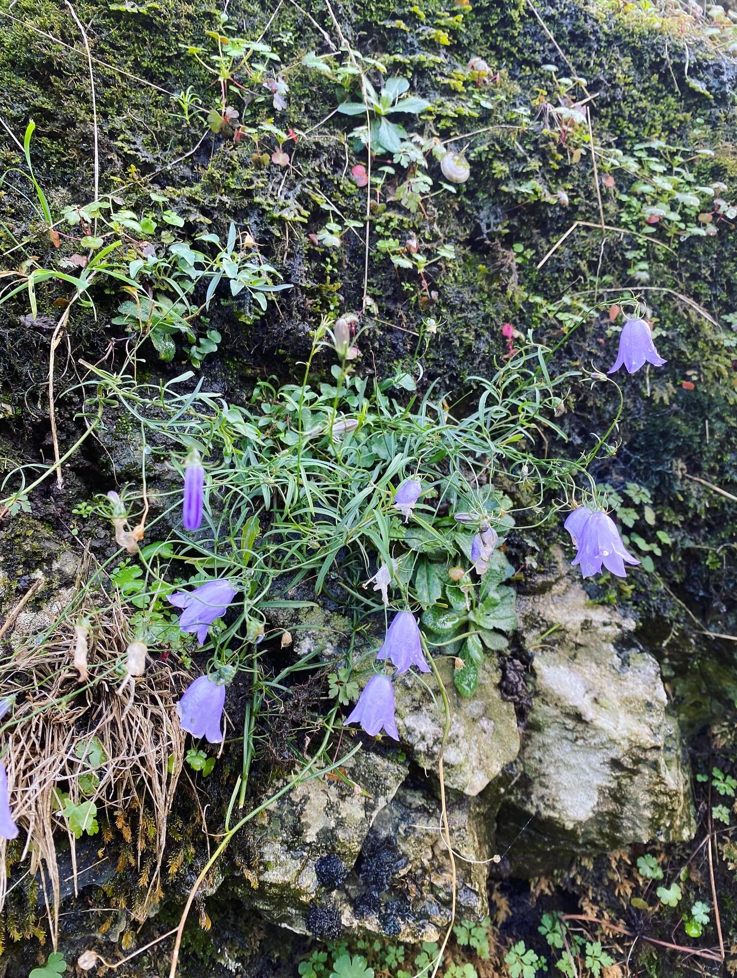 Bloody love a harebell. Saw these at Dovedale last week on the Edimental Nursery Half Term Outing (!). Still giving their all even in basically November! And yes, you can eat them in theory, but who could bring themselves to?! #edimentals #wild