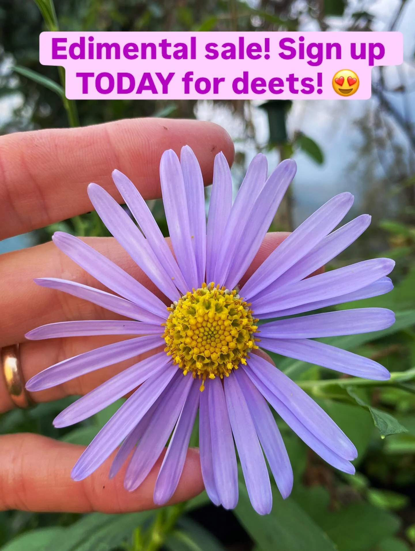 🌱🌱🌱Sign up for details of Edimental Nursery&rsquo;s autumn sale! 🌱 🌱🌱

YAY for plants you can eat and which also look fabulous! 

Link in bio or type away, www.edimentalnursery.co.uk/newsletter 💚💚💚