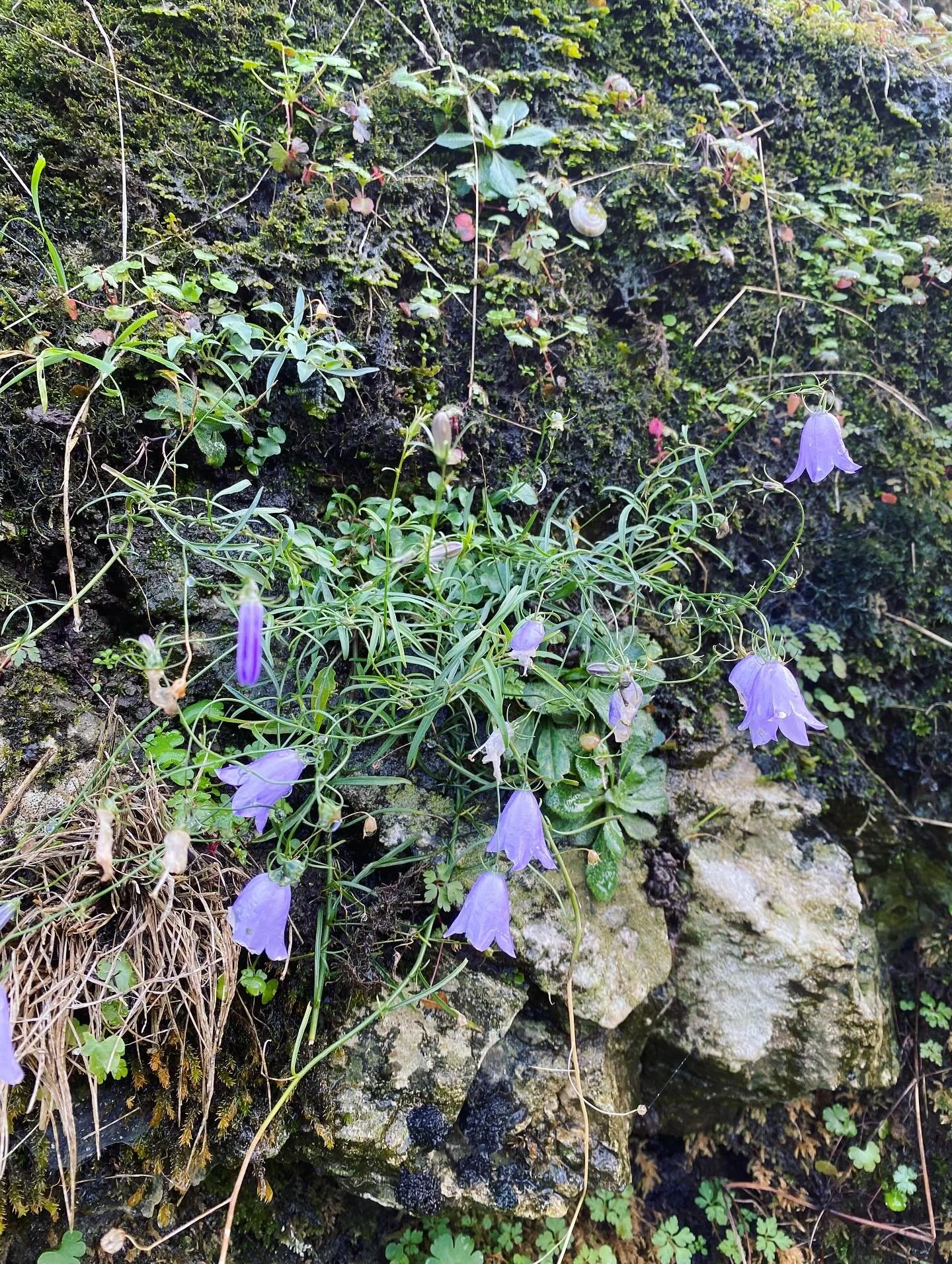 Bloody love a harebell. Saw these at Dovedale last week on the Edimental Nursery Half Term Outing (!). Still giving their all even in basically November! And yes, you can eat them in theory, but who could bring themselves to?! #edimentals #wild