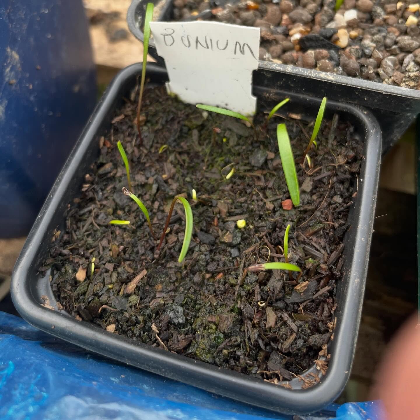 Look! PSEUDOMONOCOTYLY!!!! 

Have you heard of this?! Spotted any psuedomonocotyledenous behaviour yourself recently? 😂

Check back later for the full story! 

#edimentals #weirdplants #nativeplants
