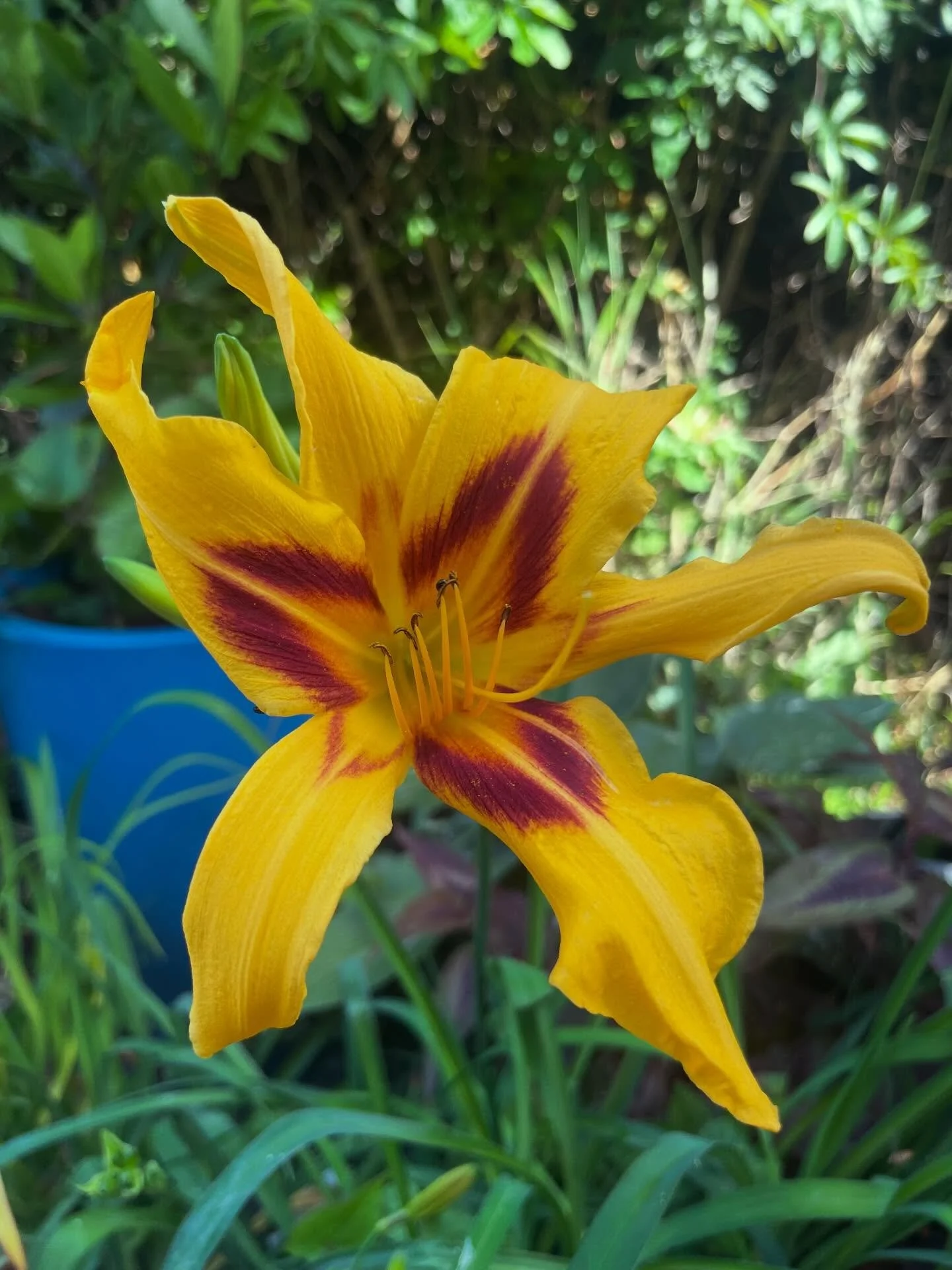 Hemerocallis medley. #1 Can anyone identify this day lily? I&rsquo;ve lost the label years ago! Could be H. minor, H. middendorfii esculenta&hellip;. or possibly something else!! HELP. #2 Hoverfly showing that it doesn&rsquo;t matter if a slug has &l
