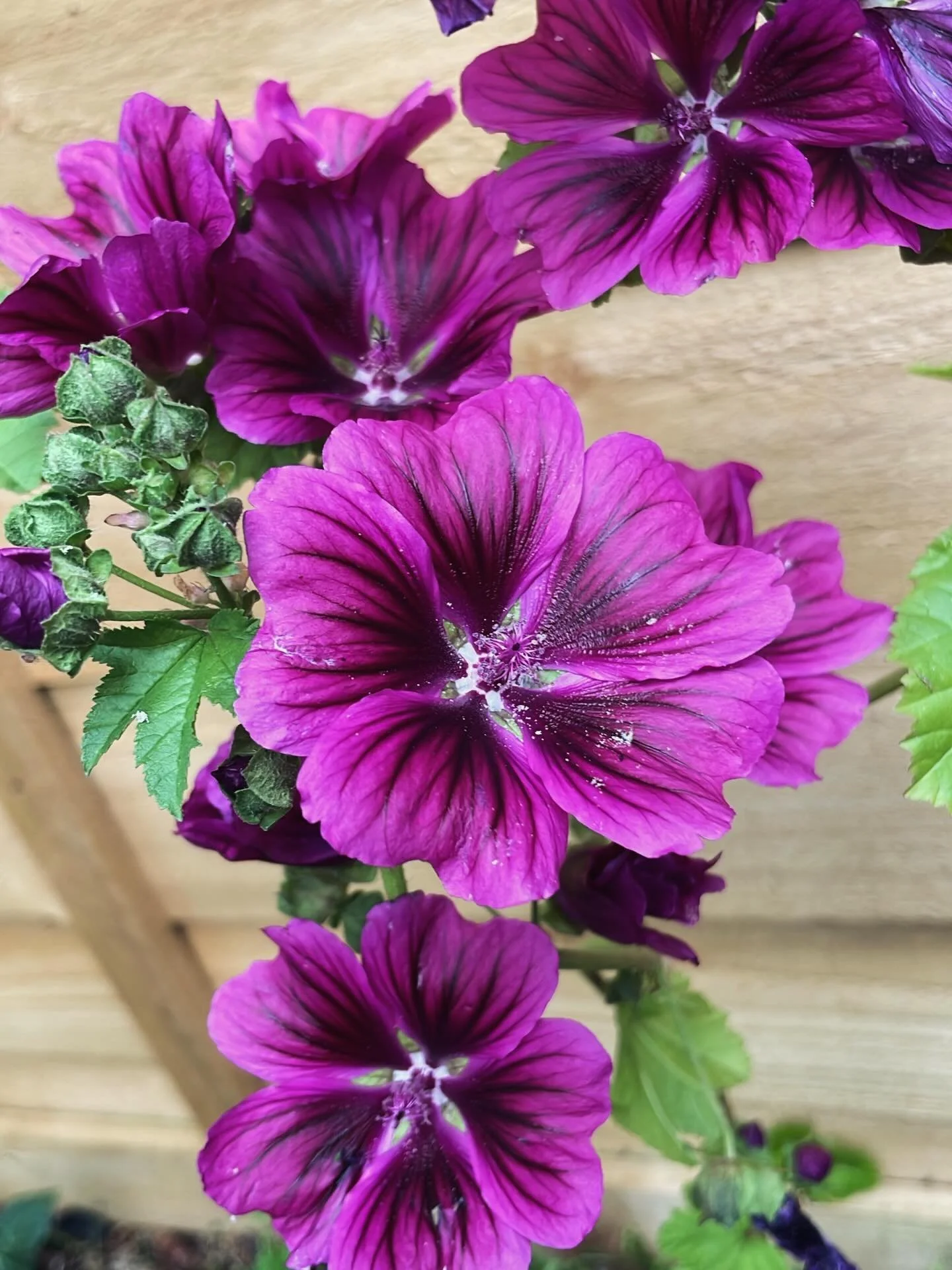 I&rsquo;ve been ignoring this poor mallow (Malva &lsquo;Mauritiana&rsquo;) for 2 months in a tiny pot after MOVING HOUSE AND NURSERY 🤯🤪. Planted it the other day and it&rsquo;s responded with huge enthusiasm - gotta love it! Edible leaves, flowers 
