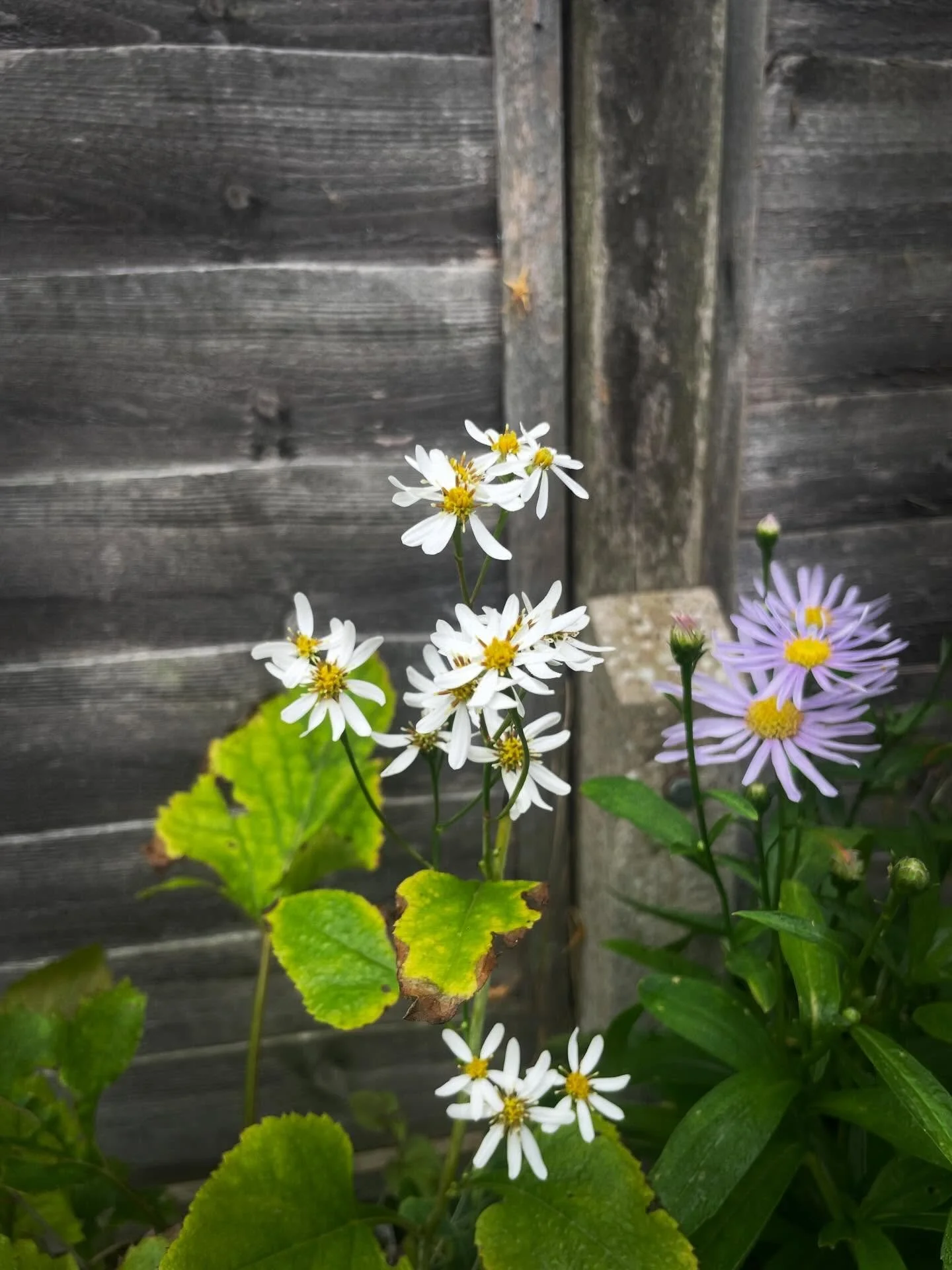 It&rsquo;s (edible) Aster season! One of the best times  of year! (For clarity harvesting season is spring but hey). You gotta love it when the season softens and lets go a bit. 

Should be on sale soon&hellip; have you SIGNED UP FOR MY NEWSLETTER ye