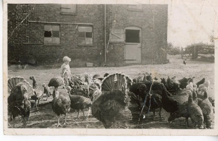 Barnshaw - Percy Williams Turkeys 1951