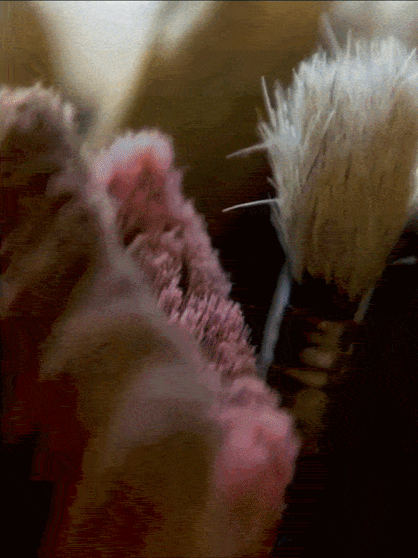 TB_SPRING_CUTDOWN_05-ezgif.com-optimize.gif
