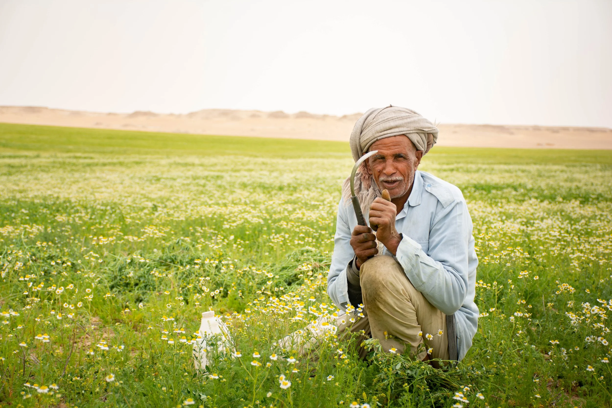 Cleaning the Chamomile field.jpg