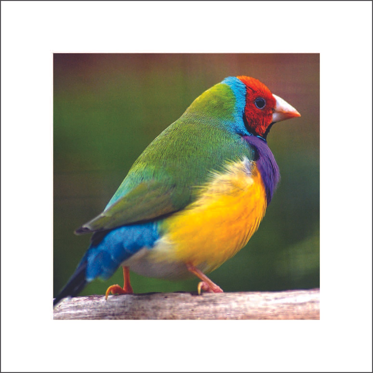 #258 (Artistry) | Set of 6 Cards