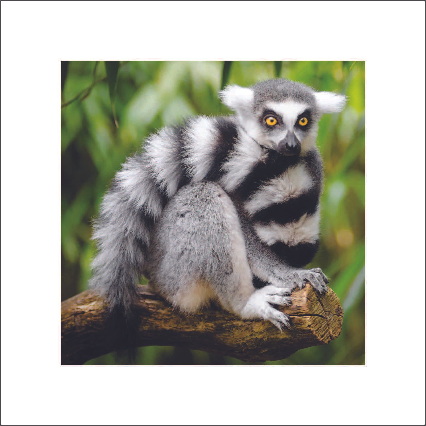 #267 (Magnificence) | Set of 6 Cards
