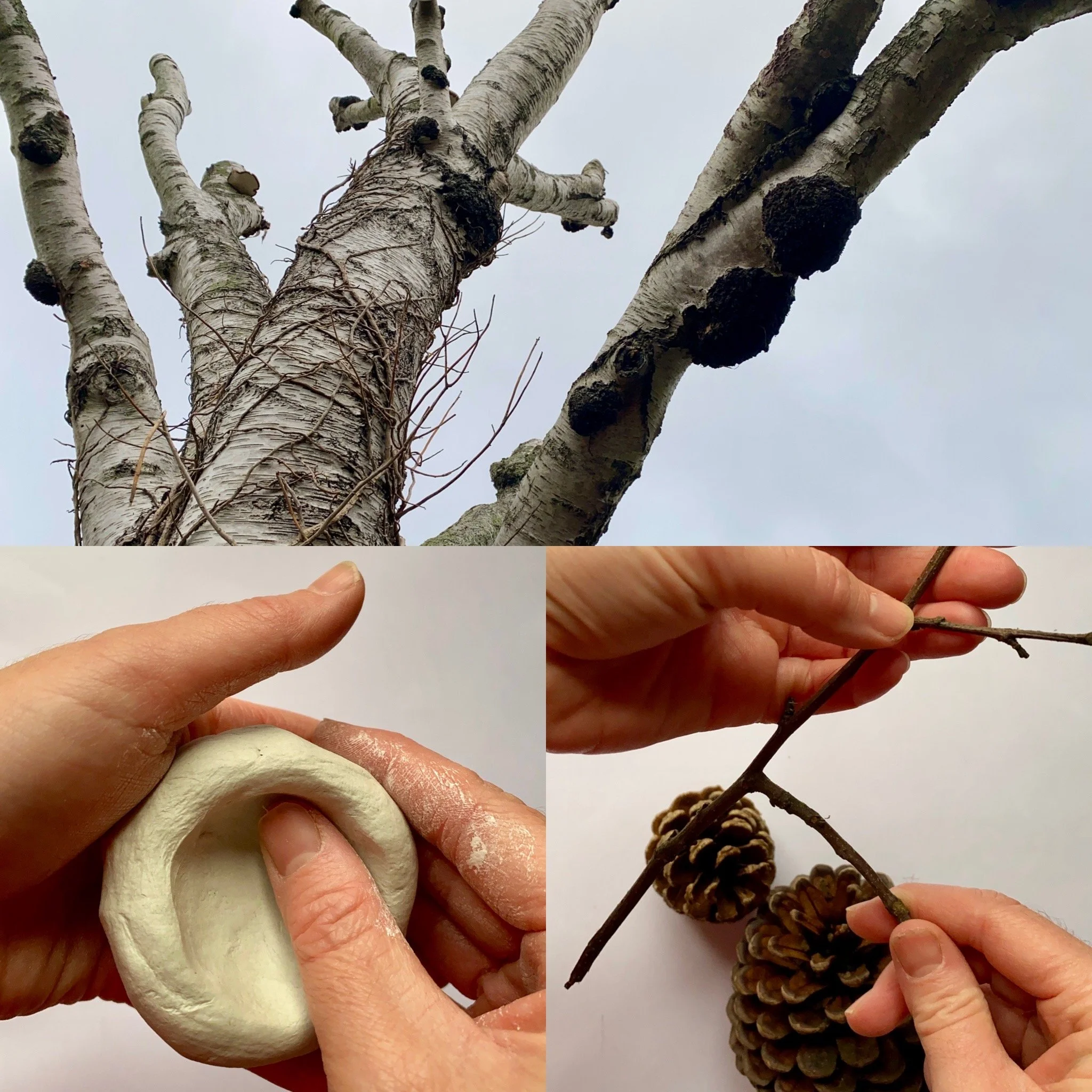 Mud, sticks and stories.jpg