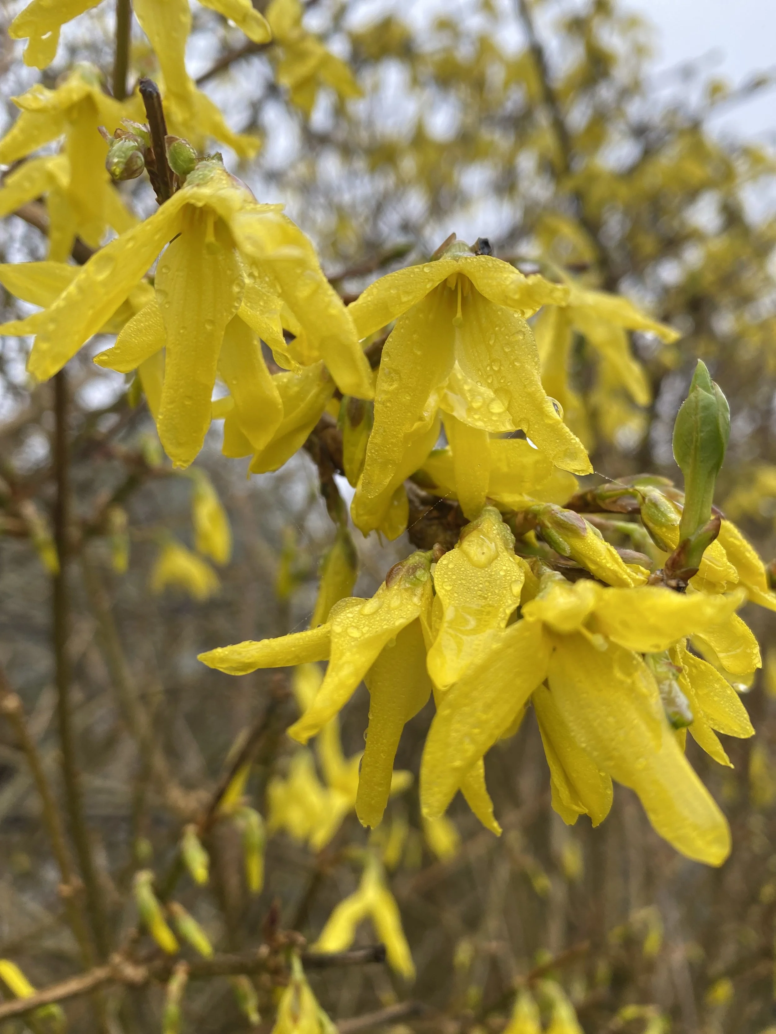 Sensory Seasons SPRING 2.jpeg