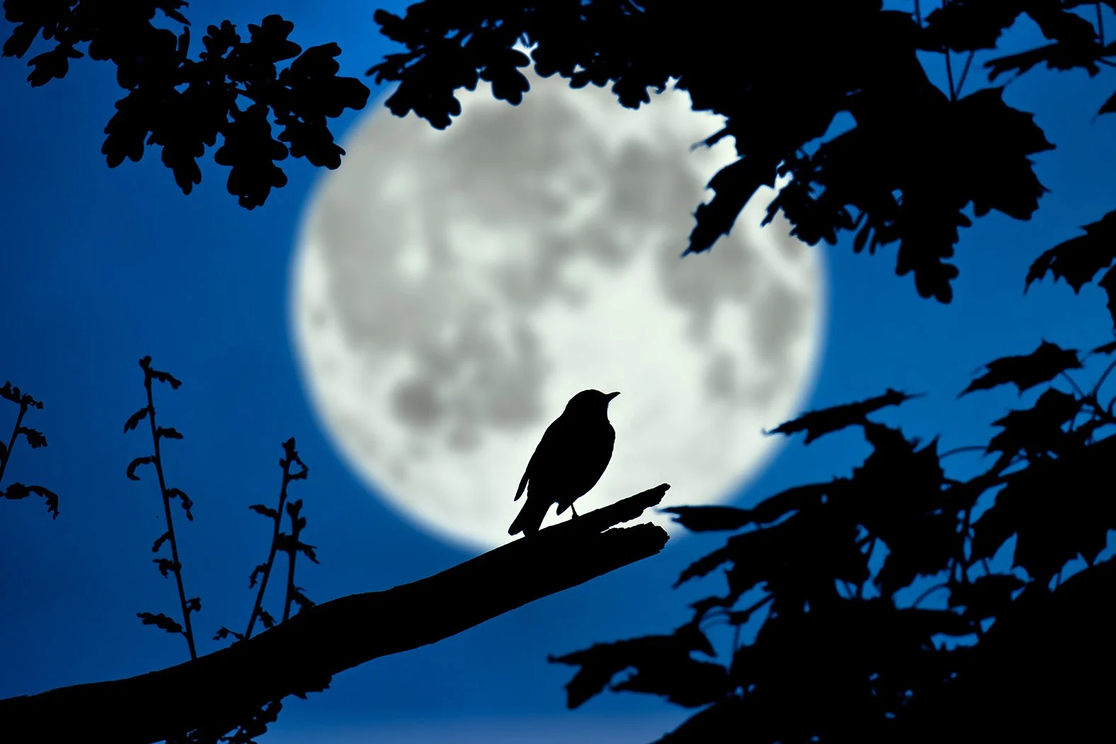 No2 Nature By Night.jpg