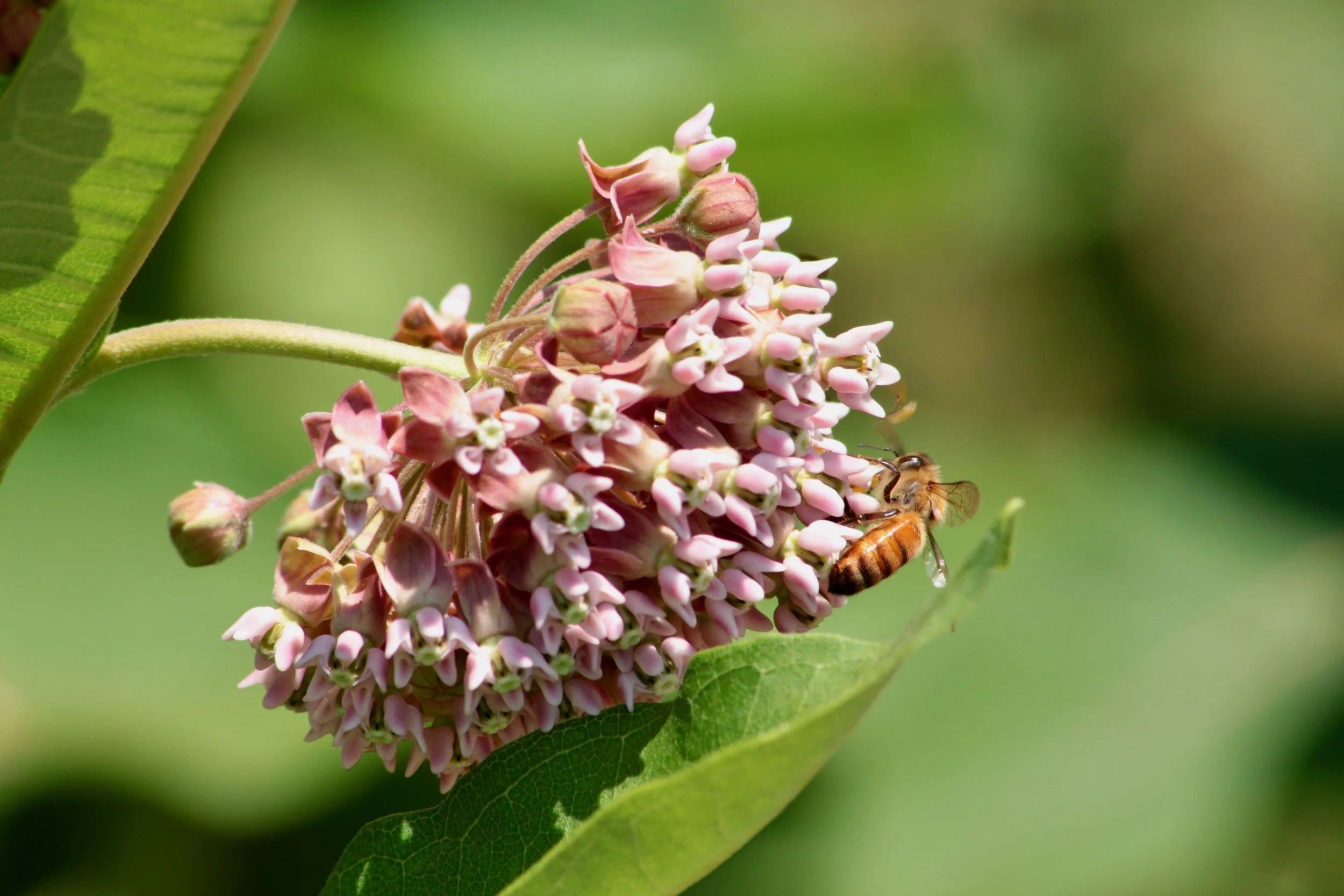 Best Photo Award 3rd Place: Sagamore Springs Golf Course's Honey bee on a Milkweed Flower 