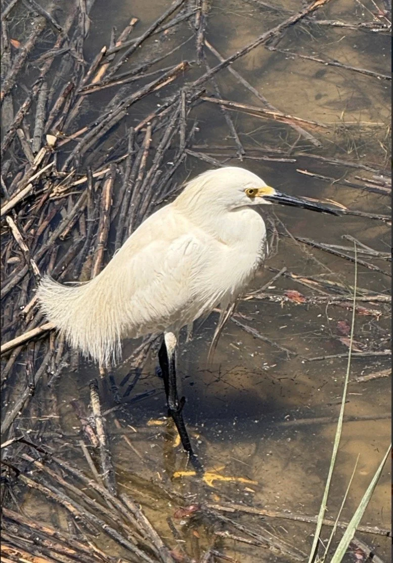 Biodiversity Award 3rd Place: Belfair POA's Snowy Egret 