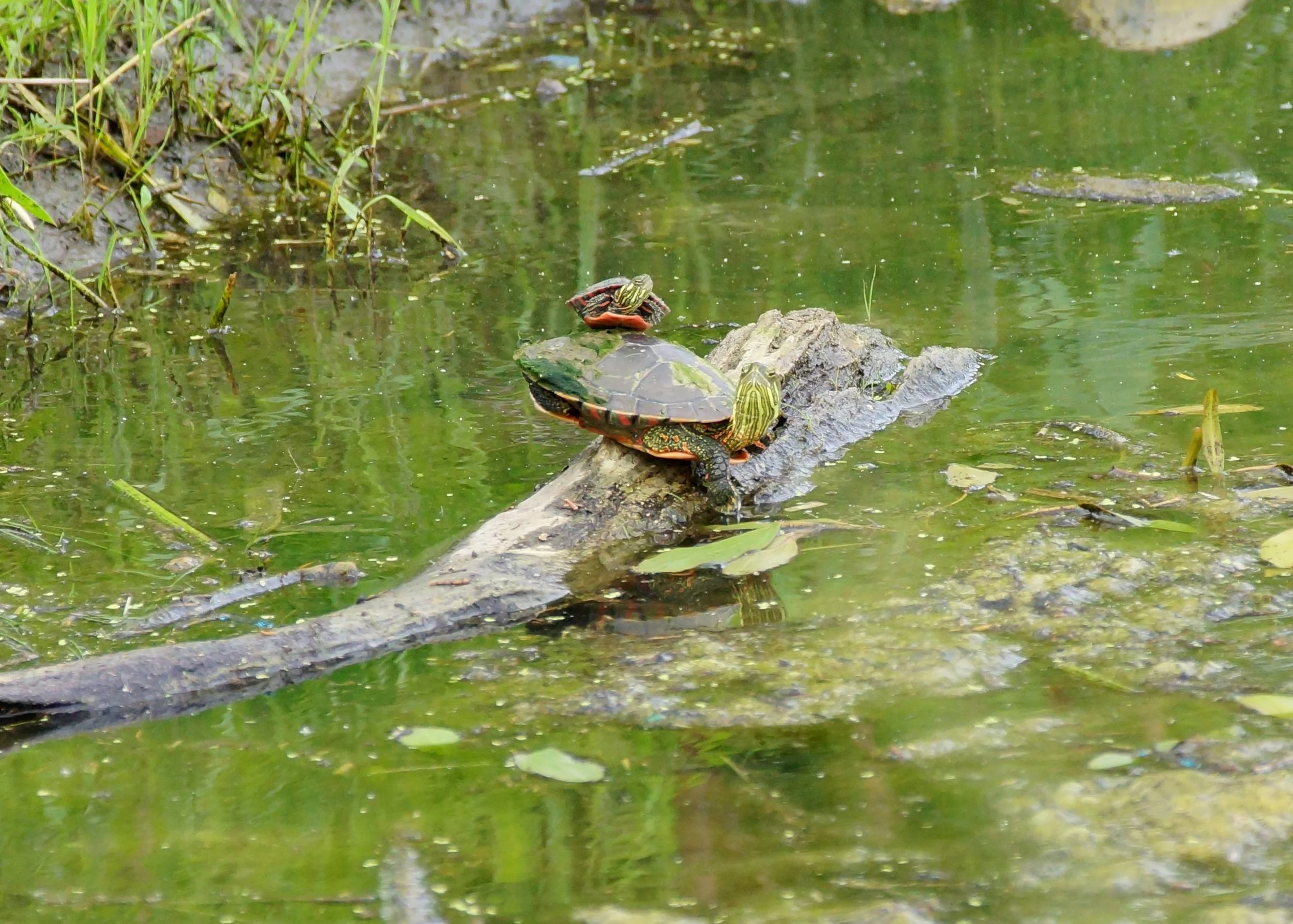 Best Photo Award 1st Place: Sugar Creek Golf Course's Stack of Painted Turtles 