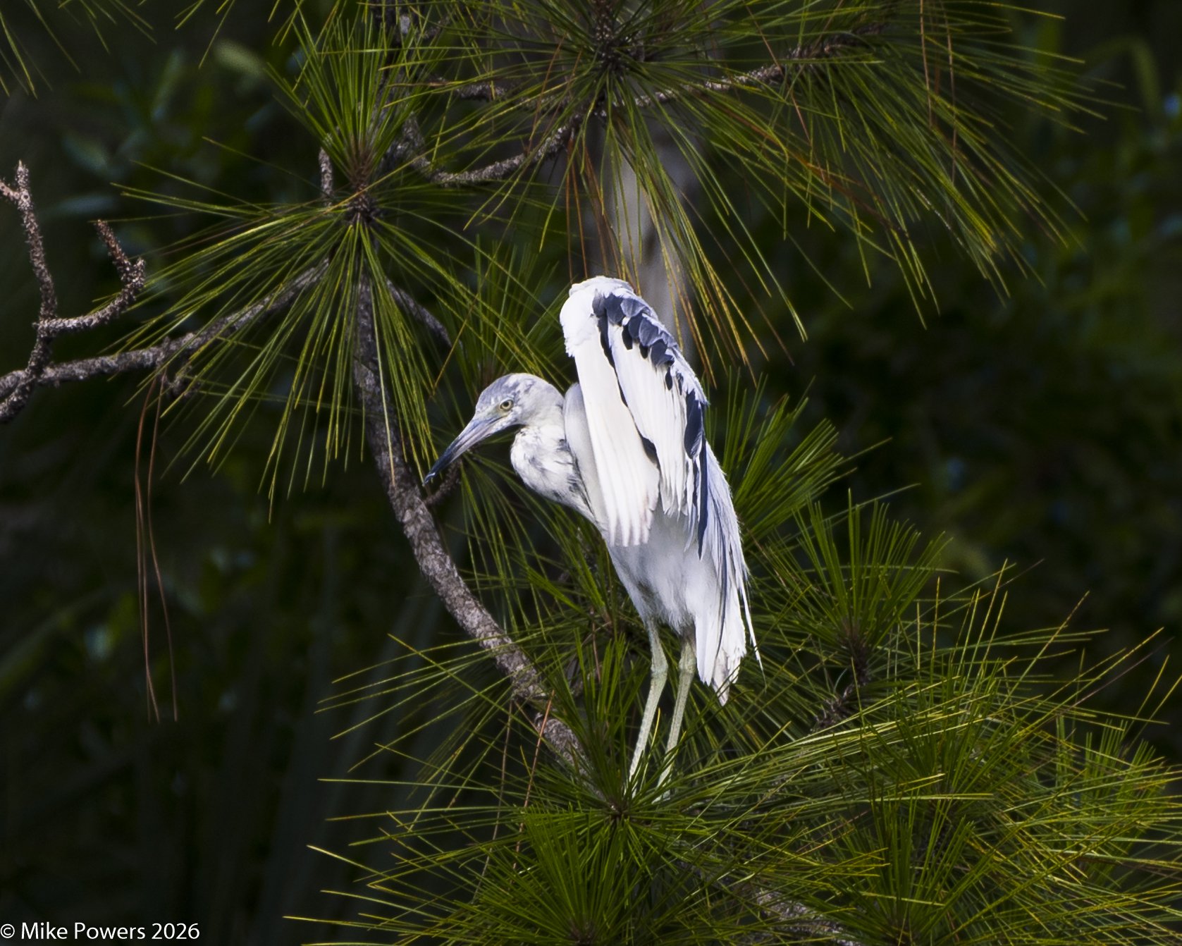 Biodiversity Award 2nd Place: Naples Lakes Golf Course's Immature Little Blue Heron on a Florida Slash Pine.

Photo taken by: Mike Powers 