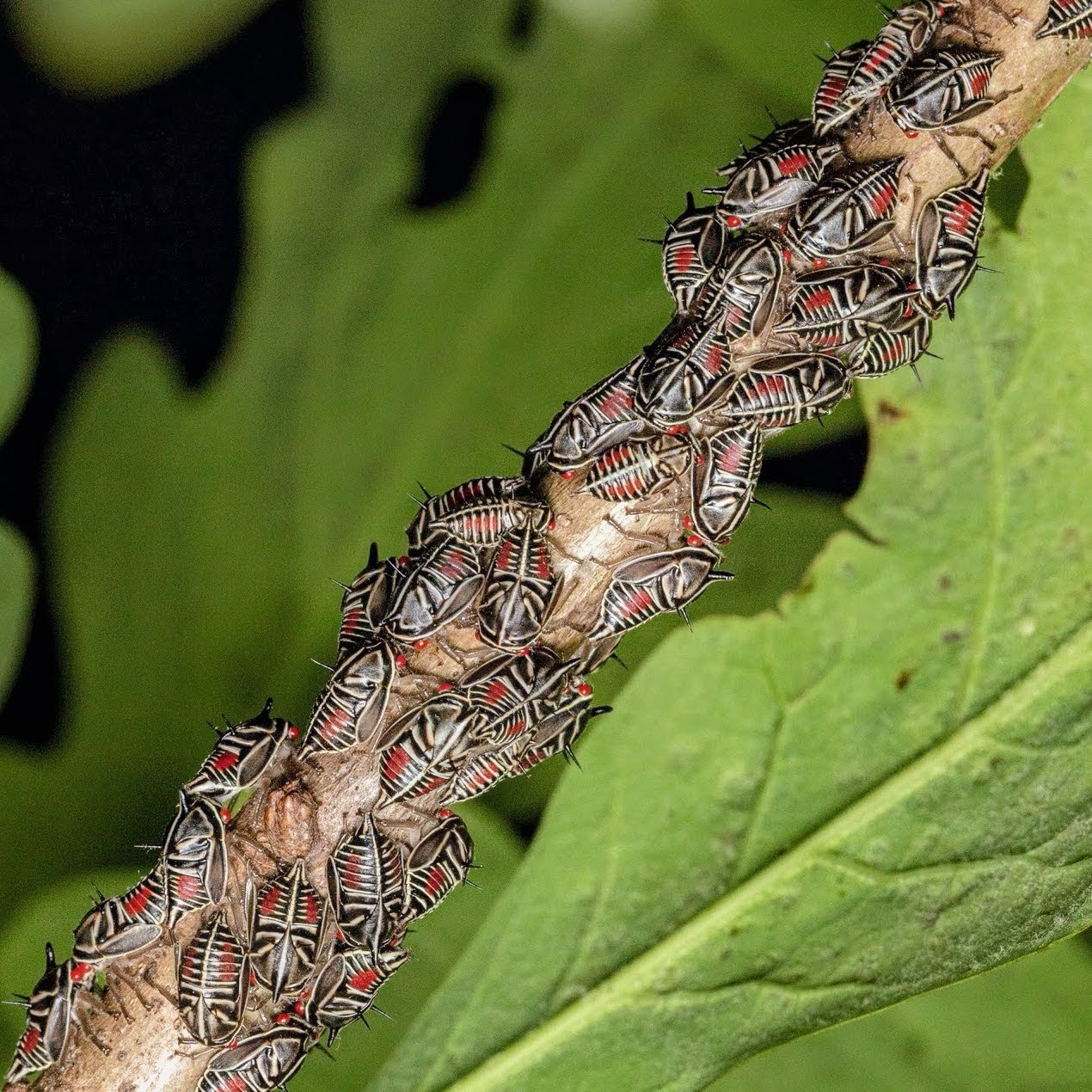 Biodiversity Award 1st Place: University of Maryland Golf Course's Oak Tree hoppers 

Photo by: Adrienne van den Beemt