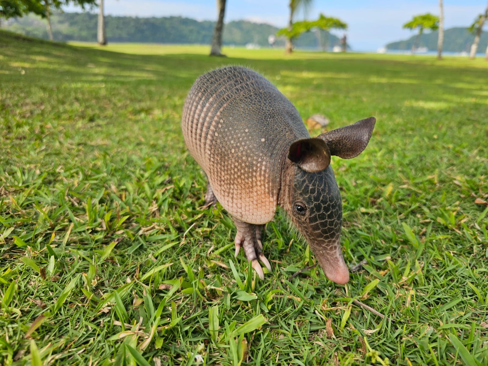 Best Photo Award 2nd Place: La Iguana Golf Course's Nine-banded Armadillo 