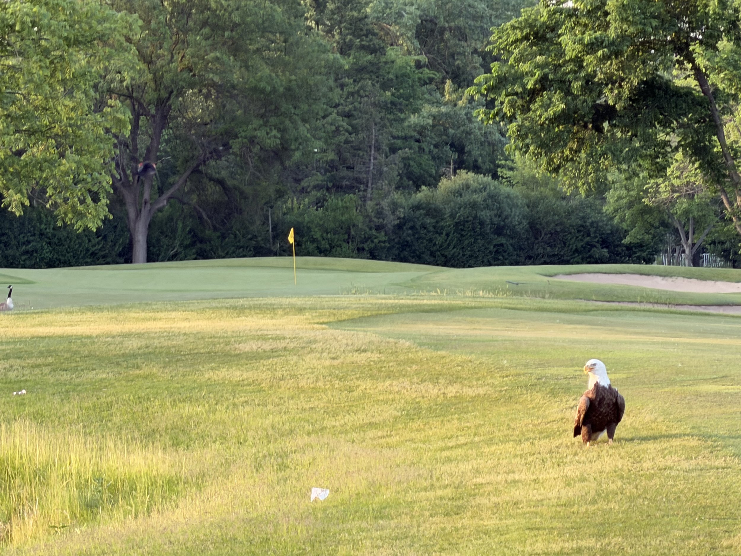 Participation Award 2nd Place: Village Links of Glen Ellyn's Eagle on the Course 