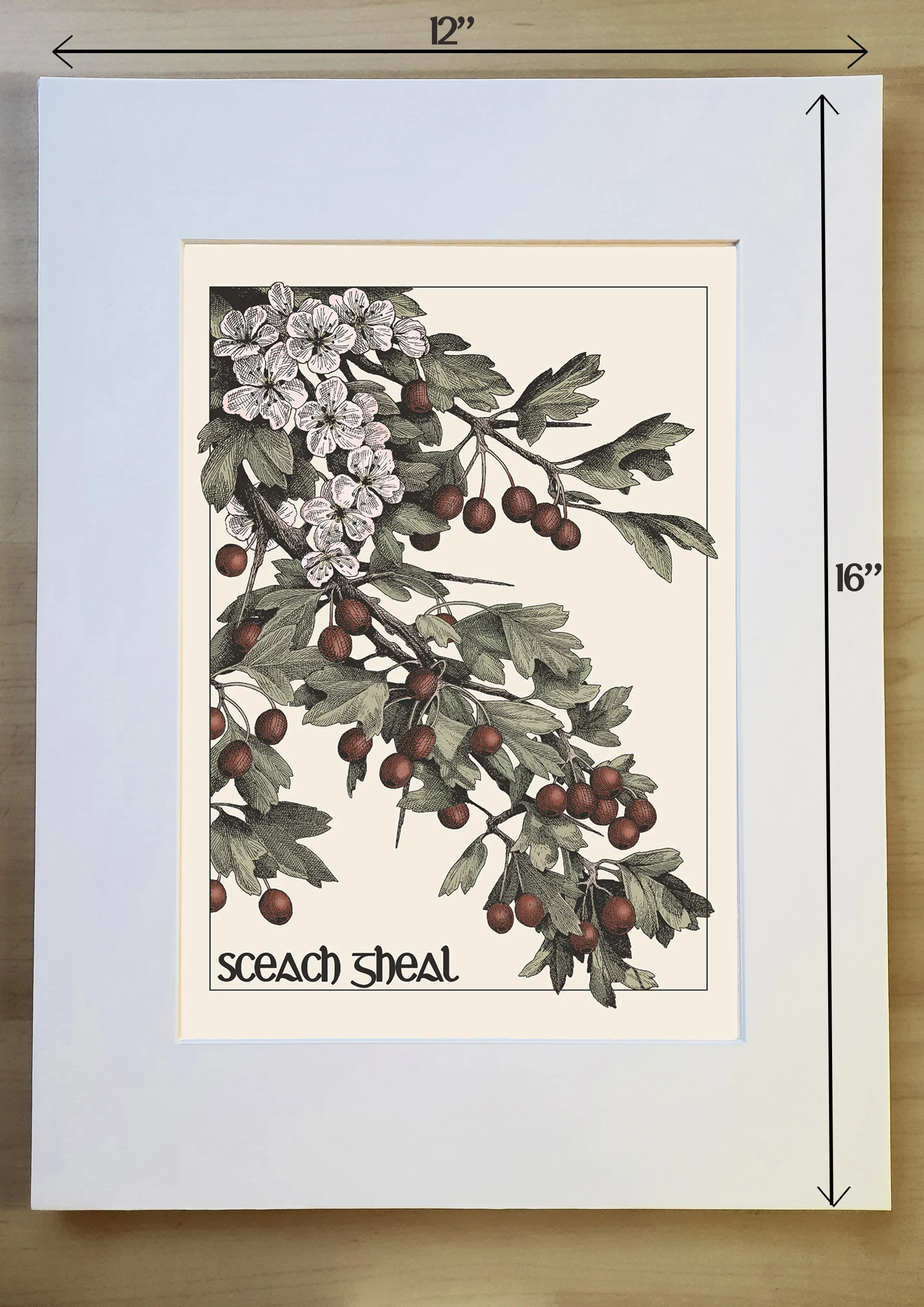 sceach gheal measurement.jpg