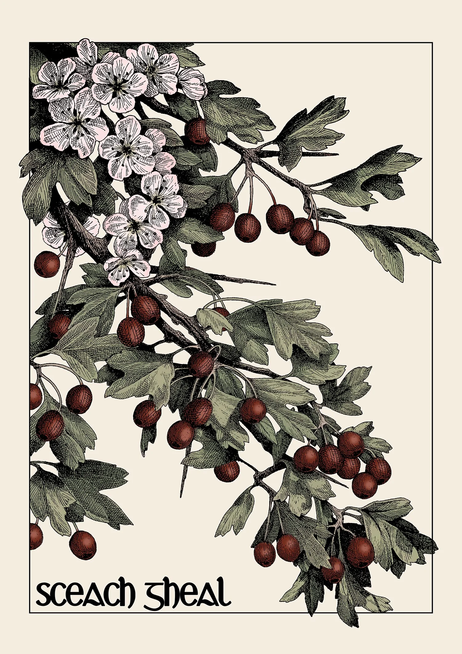 sceach gheal desaturated 72dpi.jpg