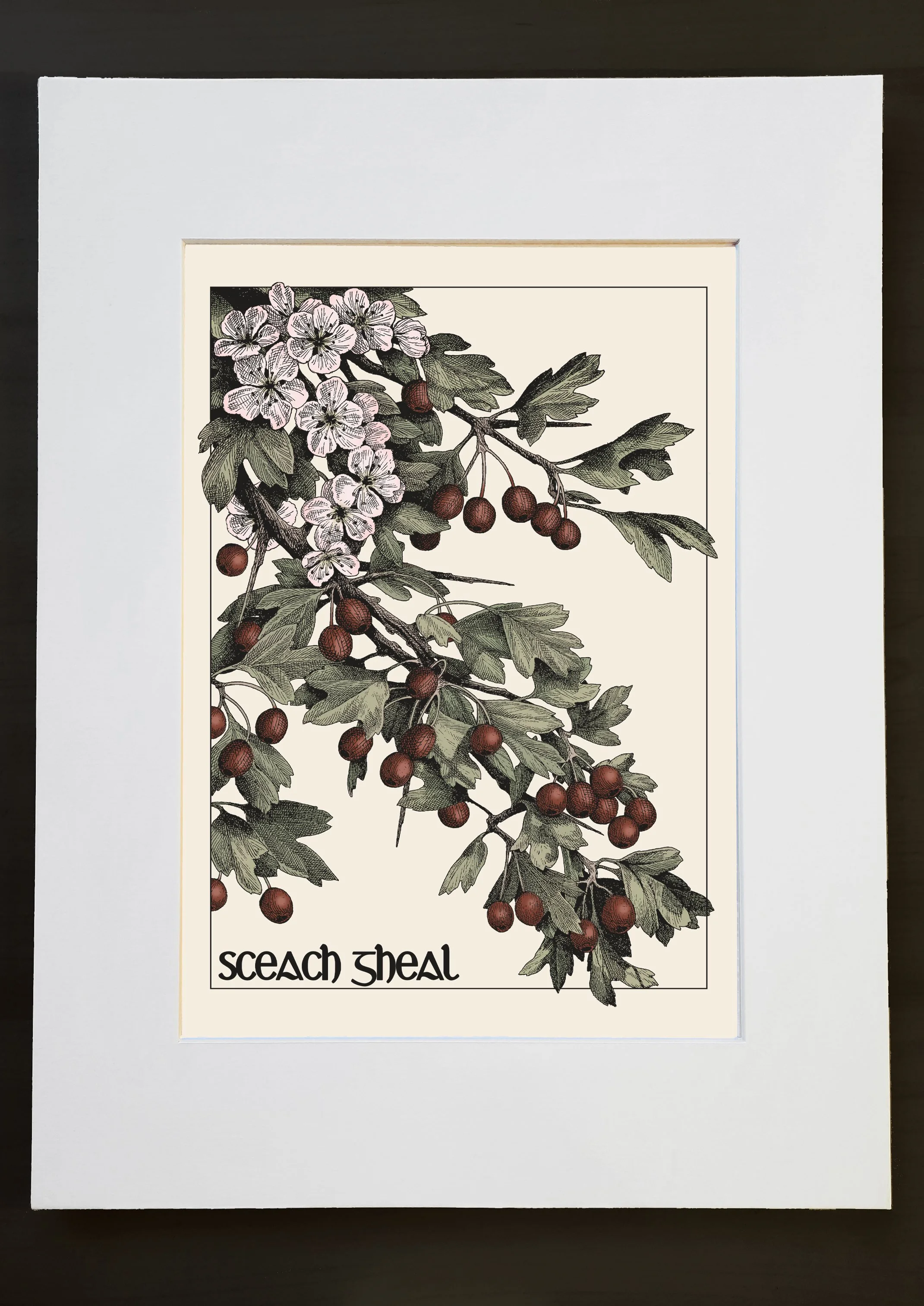 sceach gheal dark mount photo.jpg