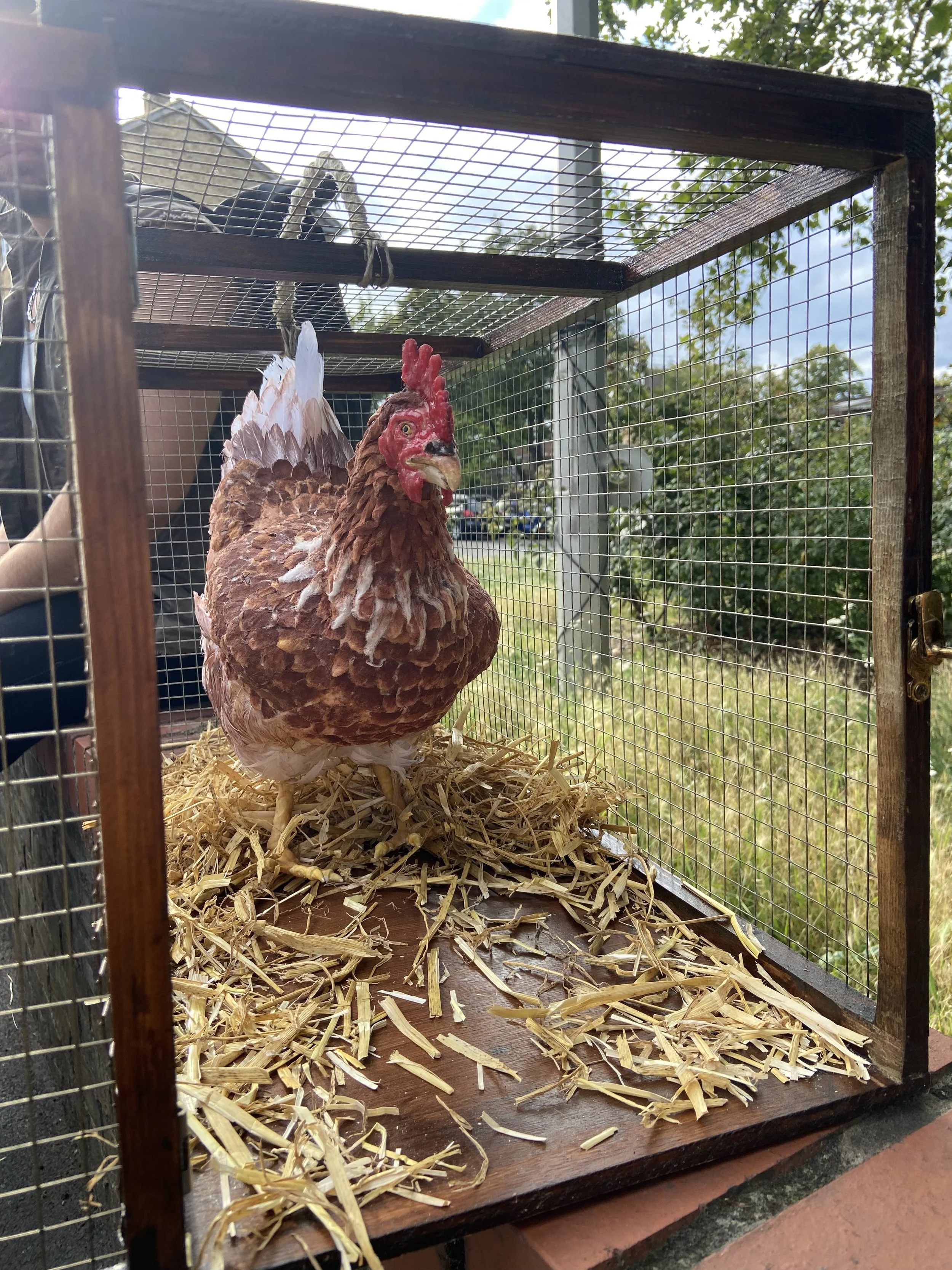life size prop chicken.jpeg